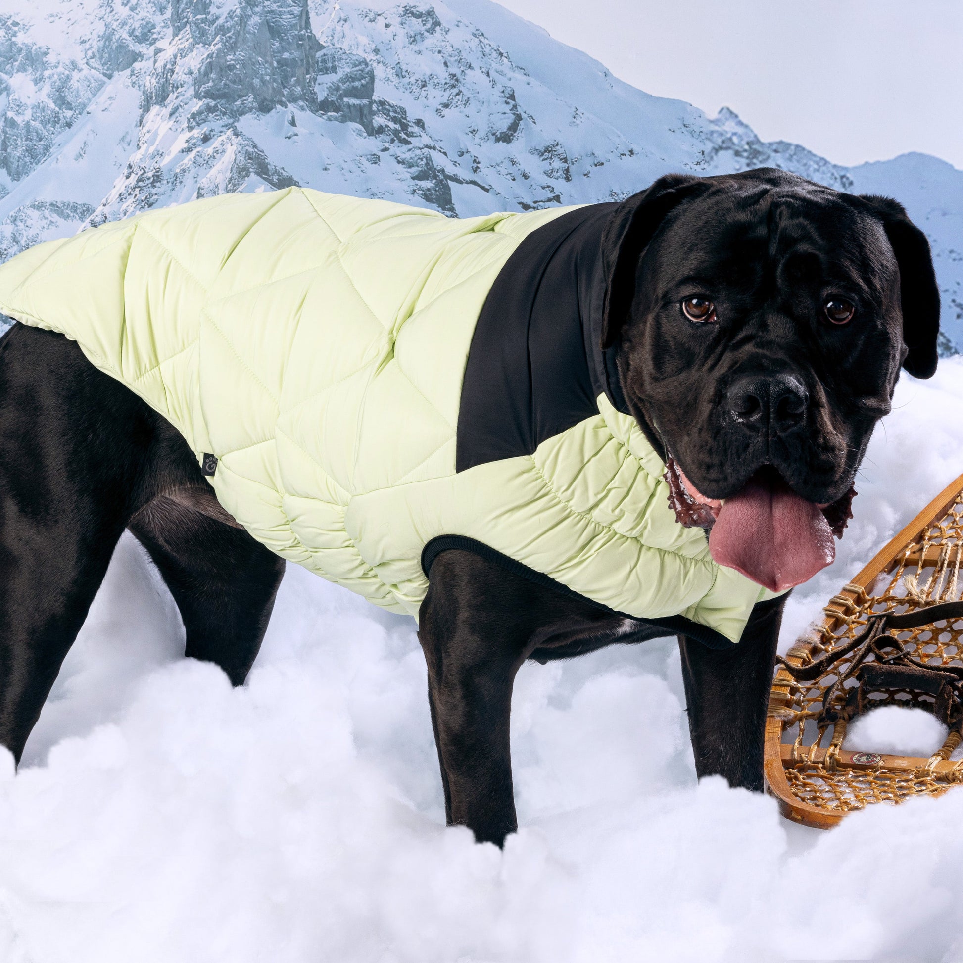 Diamond Puffer Dog Apparel Premium Pet Supply Premium - gallery image 16