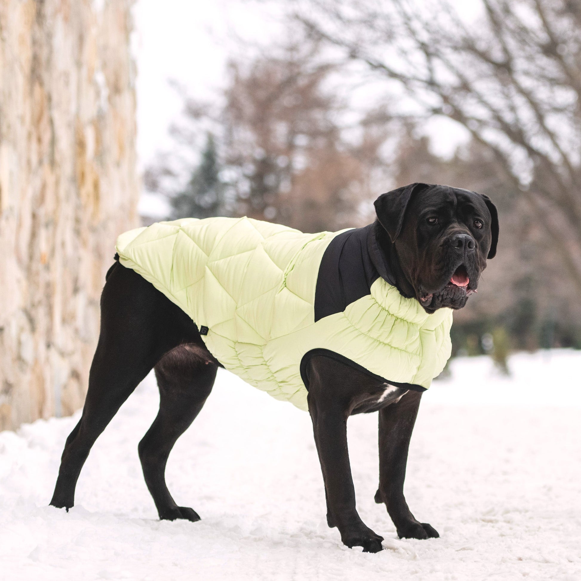 Diamond Puffer Dog Apparel Premium Pet Supply Premium - gallery image 17