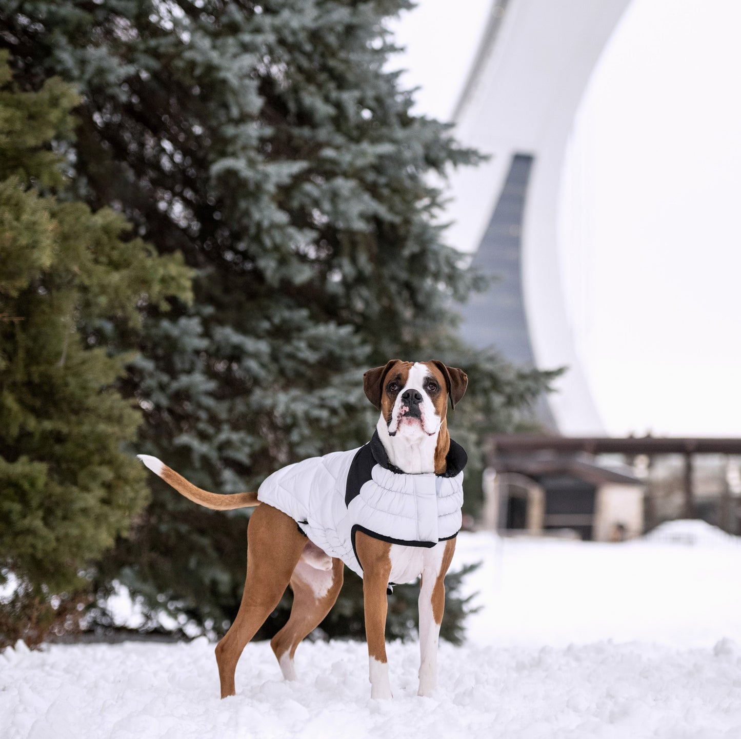 Diamond Puffer Dog Apparel Premium Stylish Dog Apparel
