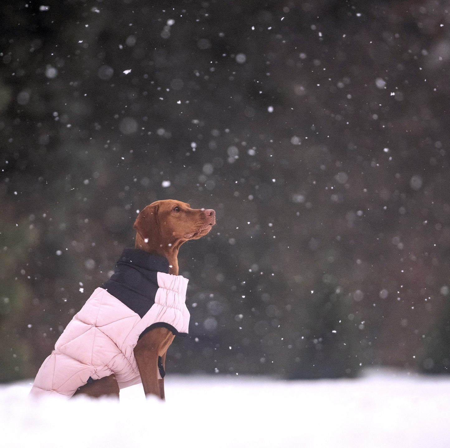 Diamond Puffer Dog Apparel Premium Stylish Dog Apparel