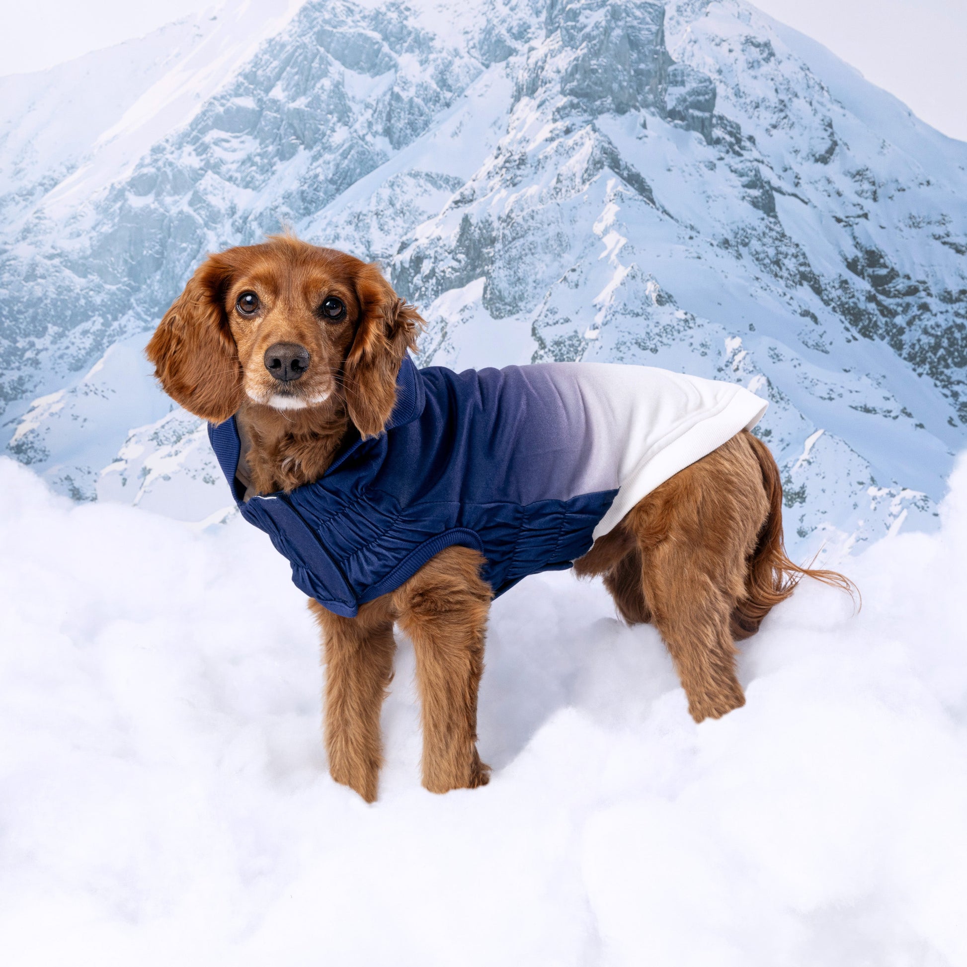 Good Vibes Hoodie Dog Apparel Premium Pet Supply Premium - gallery image 12