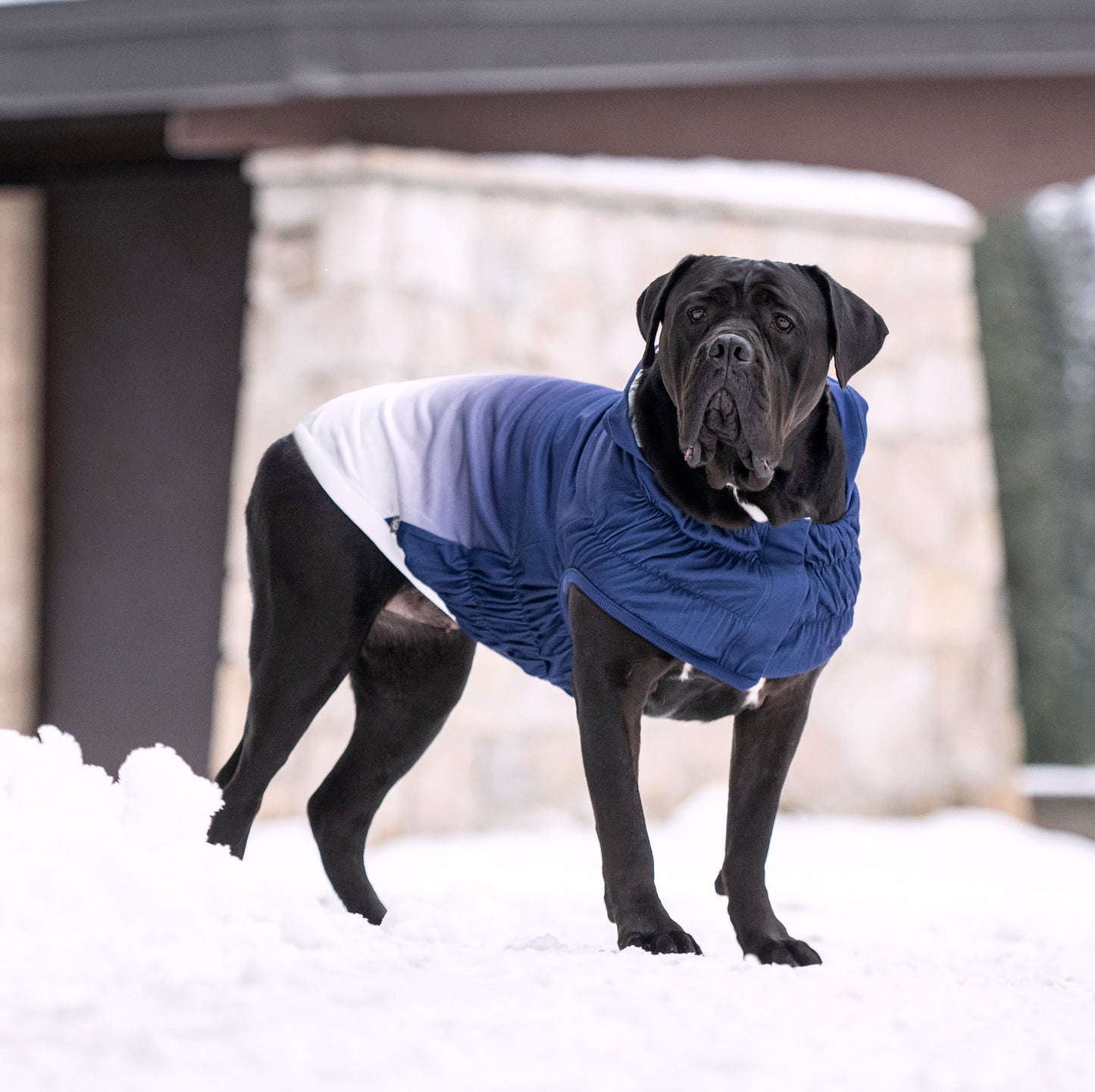 Good Vibes Hoodie Dog Apparel Premium Pet Supply Premium - gallery image 9