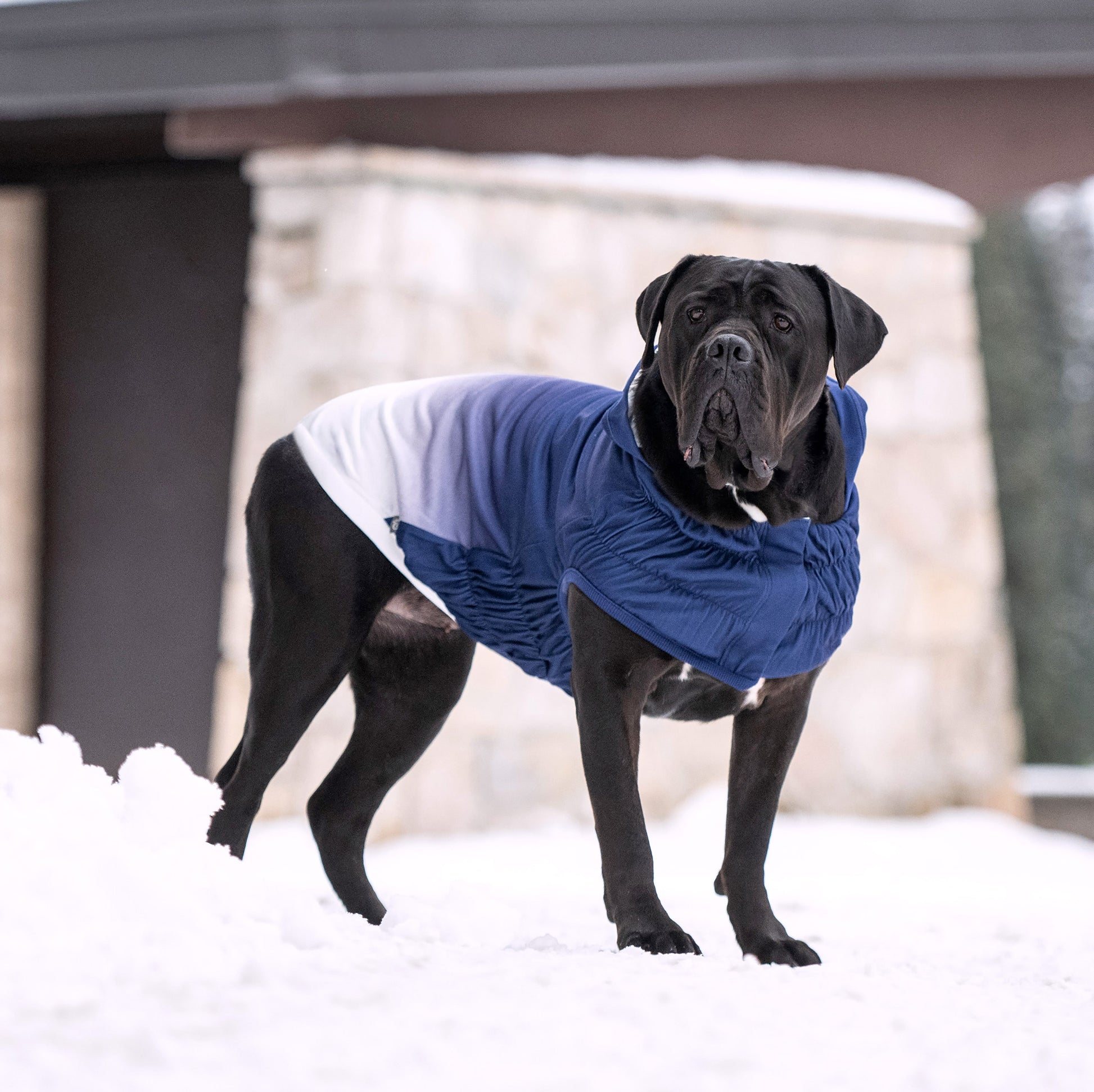 Good Vibes Hoodie Dog Apparel Premium Pet Supply Premium - gallery image 9