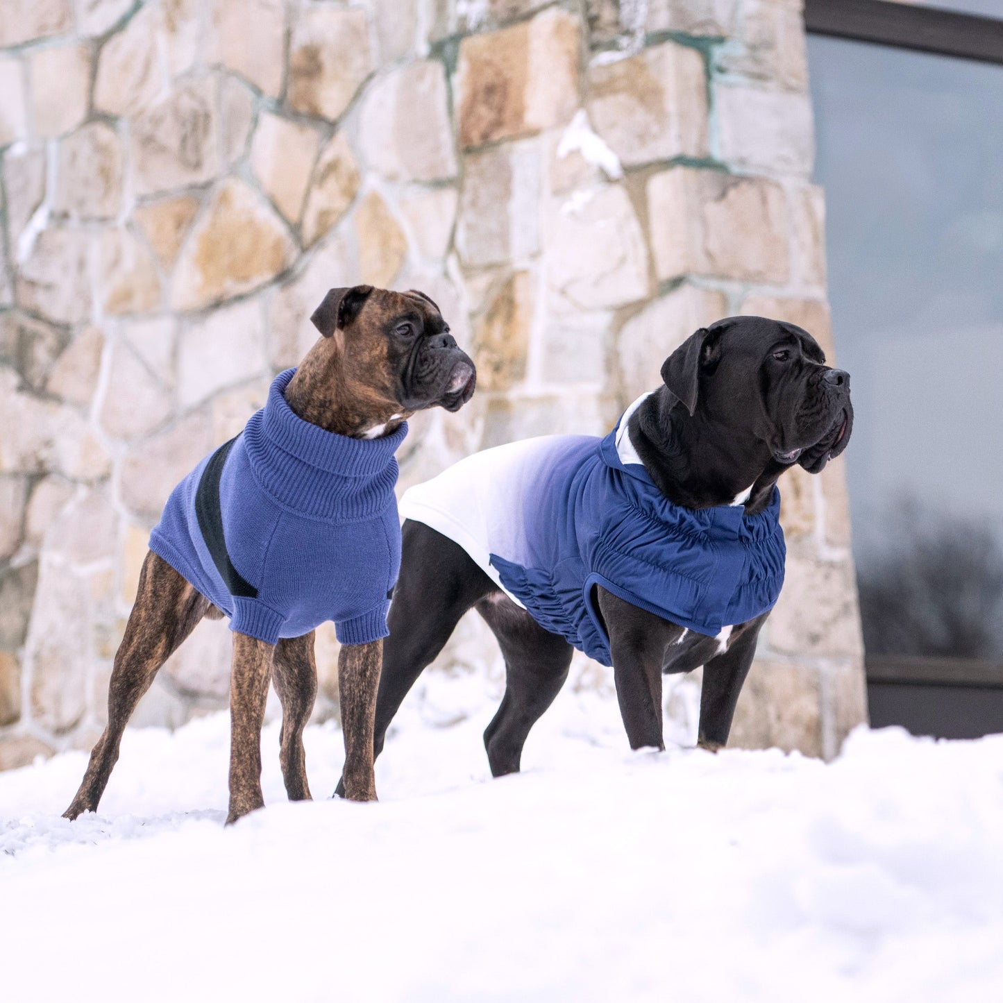 Good Vibes Hoodie Dog Apparel Premium Pet Supply Premium - gallery image 11