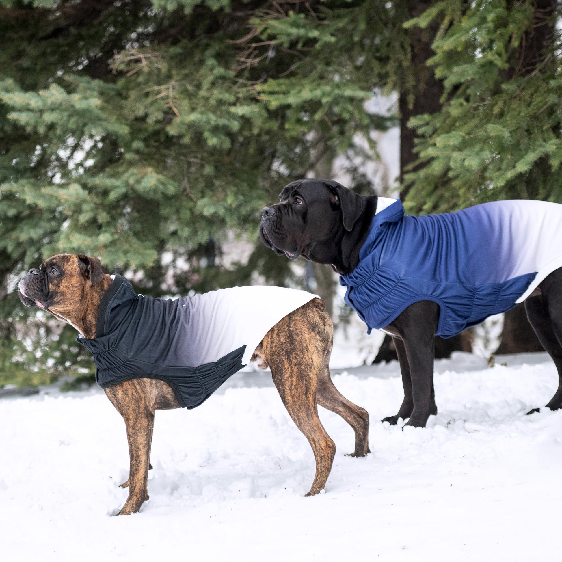 Good Vibes Hoodie Dog Apparel Premium Pet Supply Premium - gallery image 10