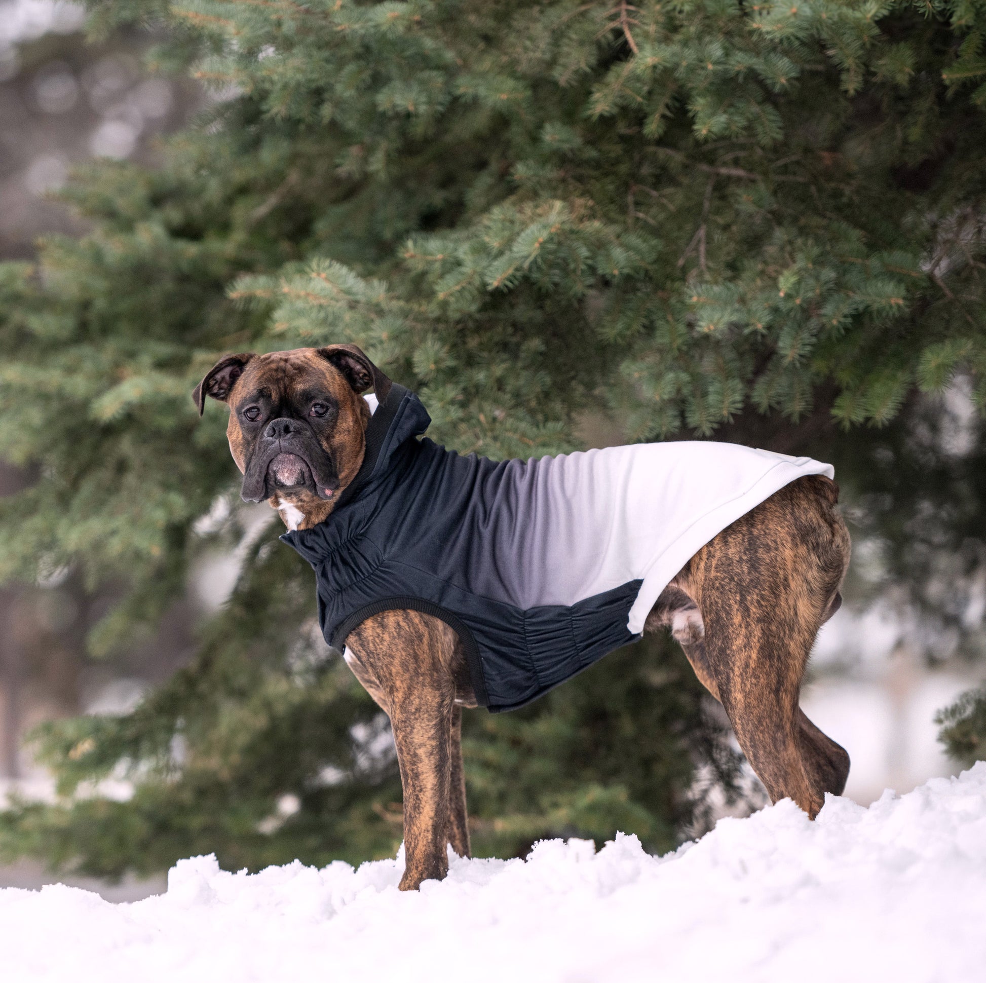 Good Vibes Hoodie Dog Apparel Premium Pet Supply Premium - gallery image 20