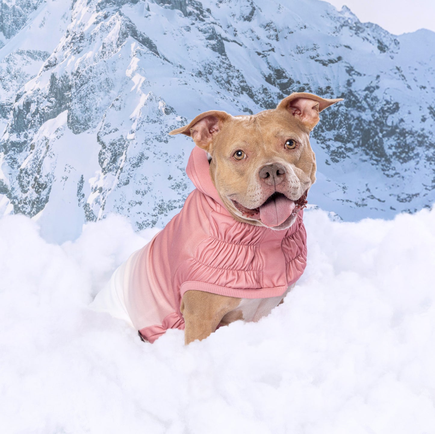 Good Vibes Hoodie Dog Apparel Premium Pet Supply Premium - gallery image 16