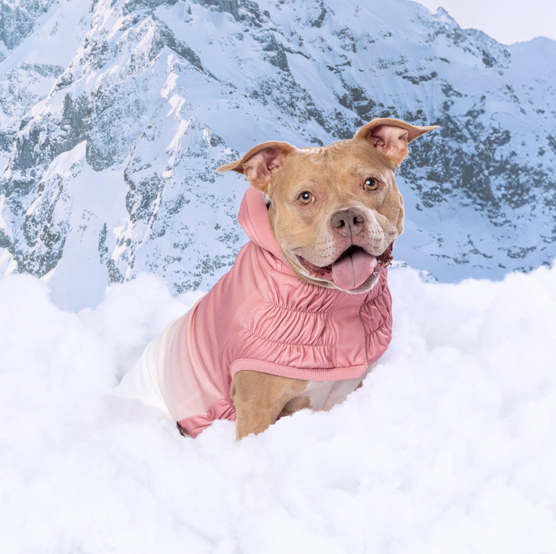 Good Vibes Hoodie Dog Apparel Premium Pet Supply Premium - gallery image 16