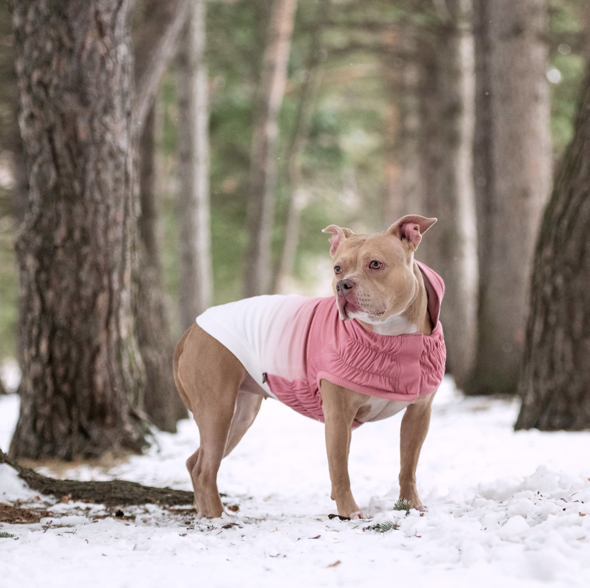 Good Vibes Hoodie Dog Apparel Premium Pet Supply Premium - gallery image 14