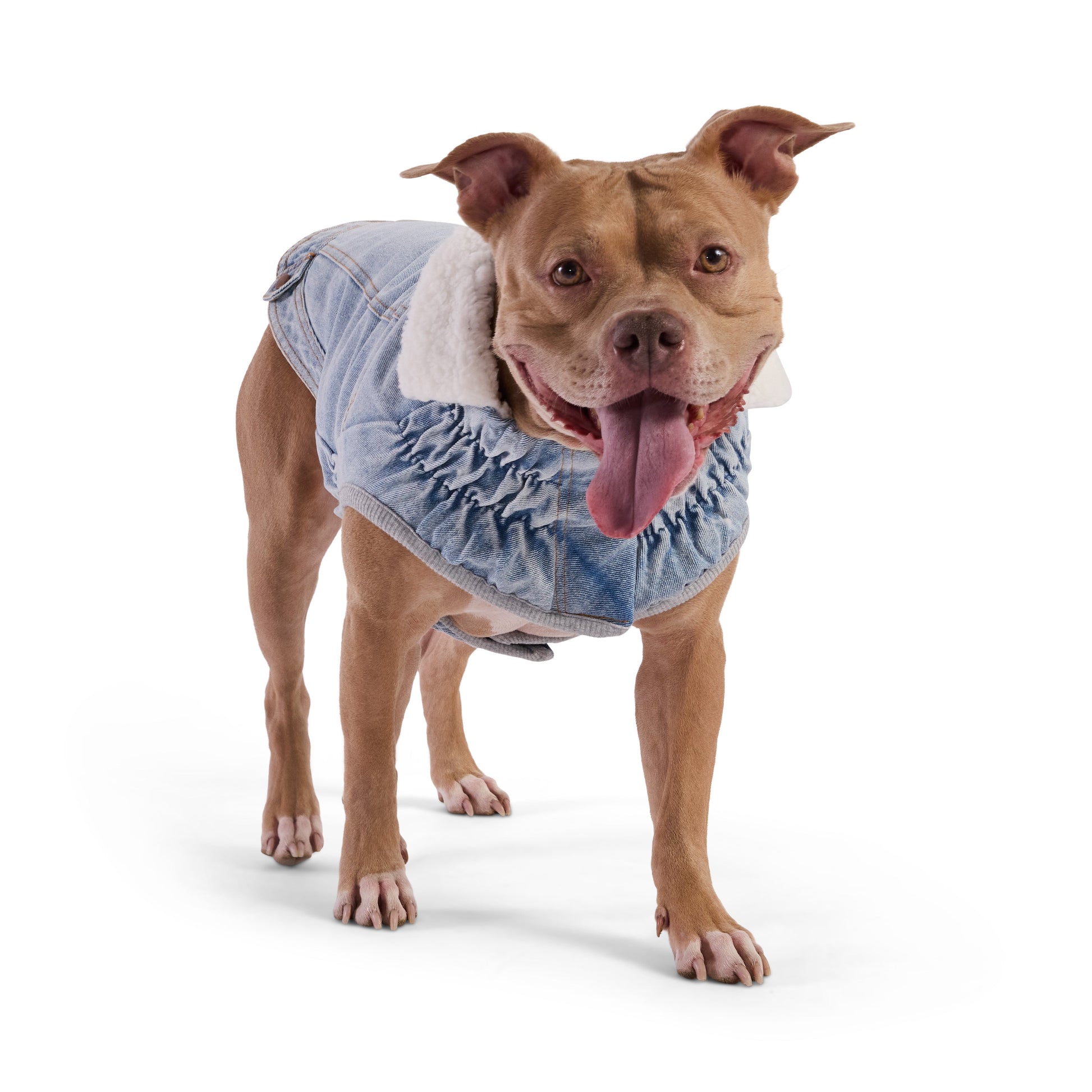 Northside Denim Jacket Light Wash Dog Jackets Premium Pet - close up view