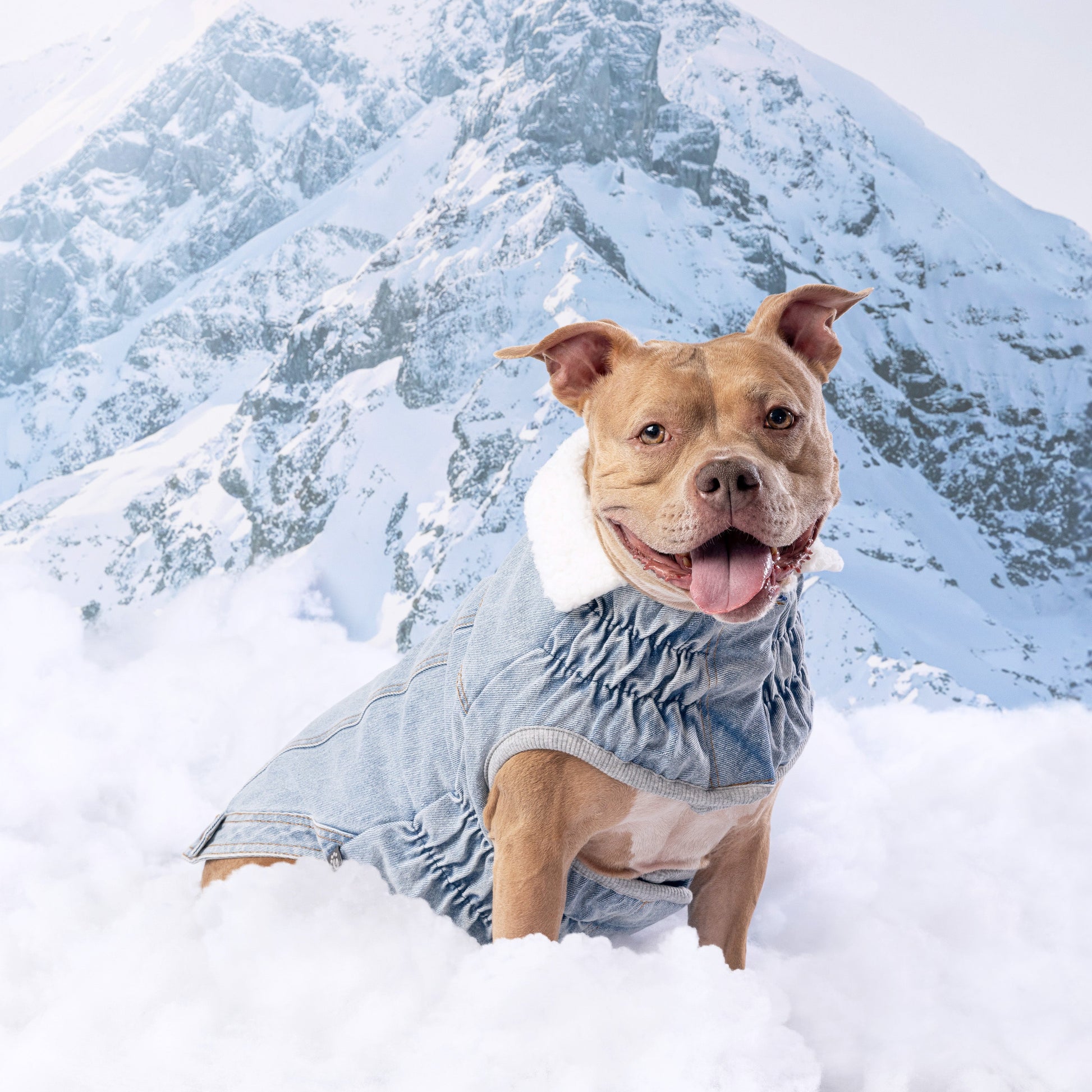 Northside Denim Jacket Light Wash Dog Jackets Premium Pet - gallery image 5