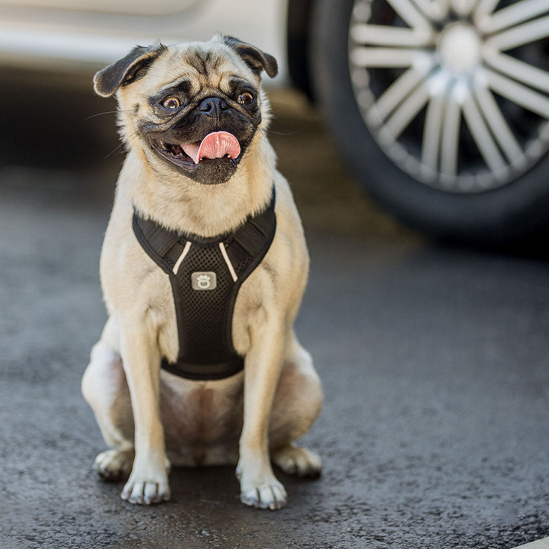 Dog Harness Travel Walking Vest Adjustable Black Comfort - close up view