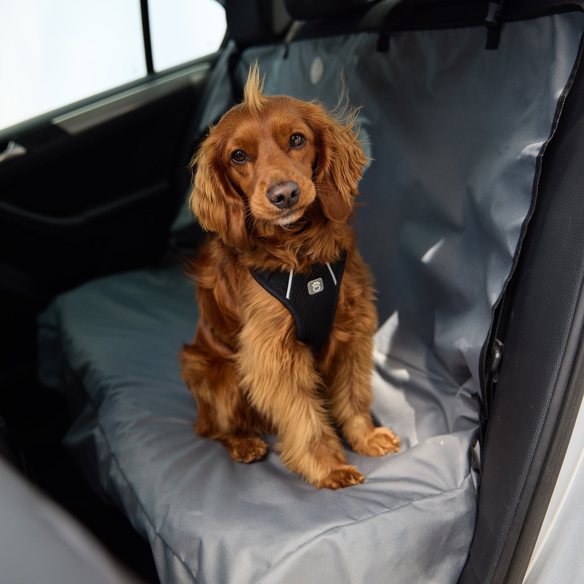 Dog Harness Travel Walking Vest Adjustable Black Comfort - gallery image 5