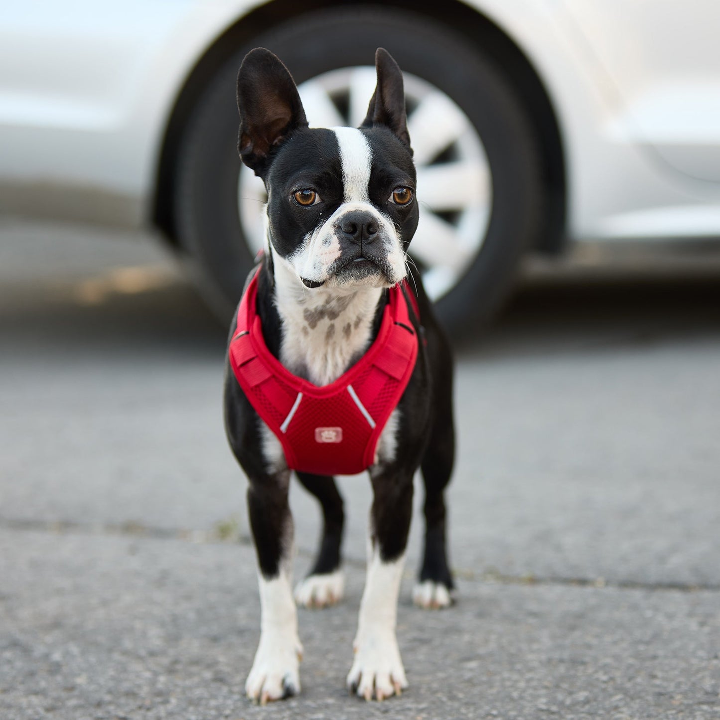 Dog Harness Travel Walking Vest Adjustable Red Comfort Premi - gallery image 6