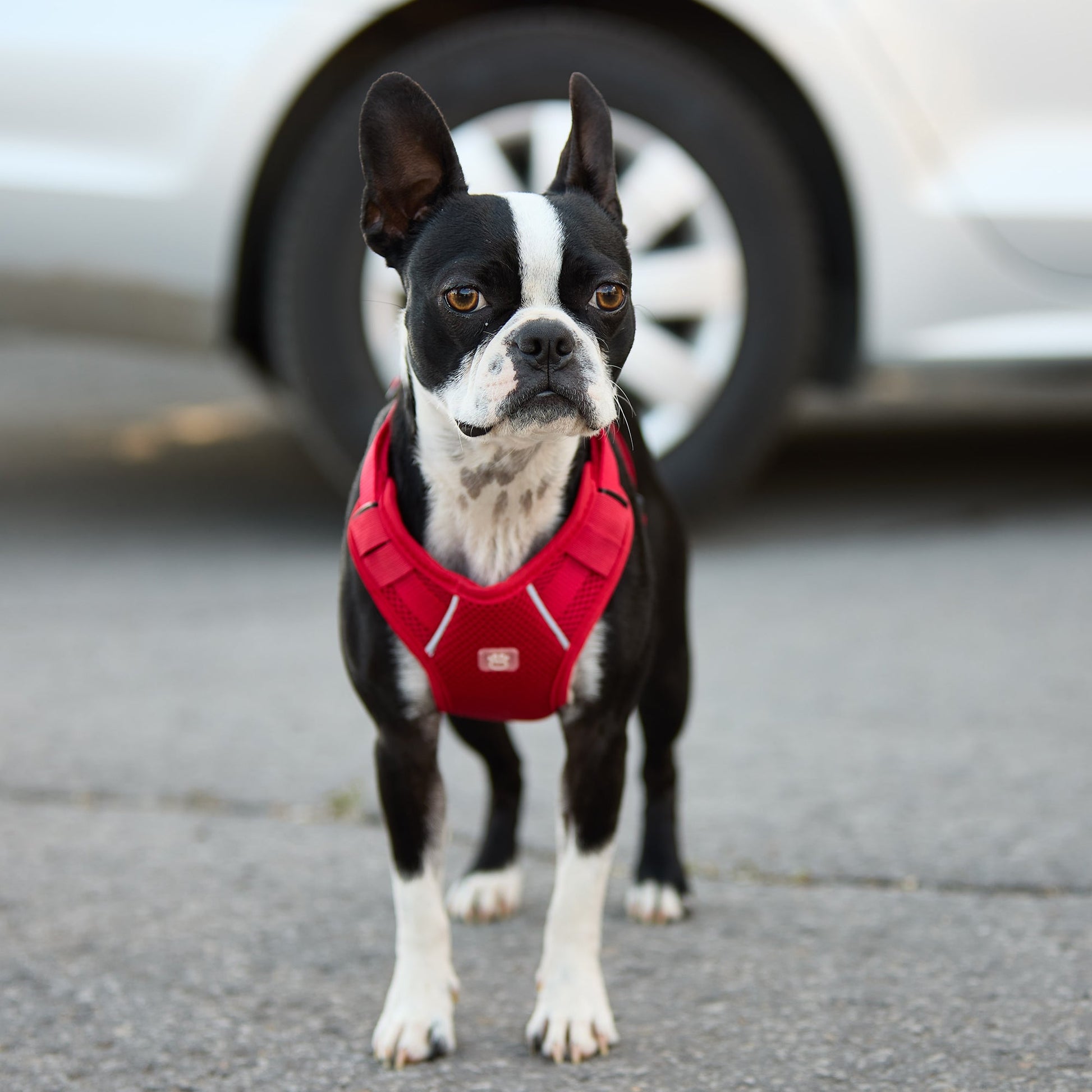 Dog Harness Travel Walking Vest Adjustable Red Comfort Premi - gallery image 6