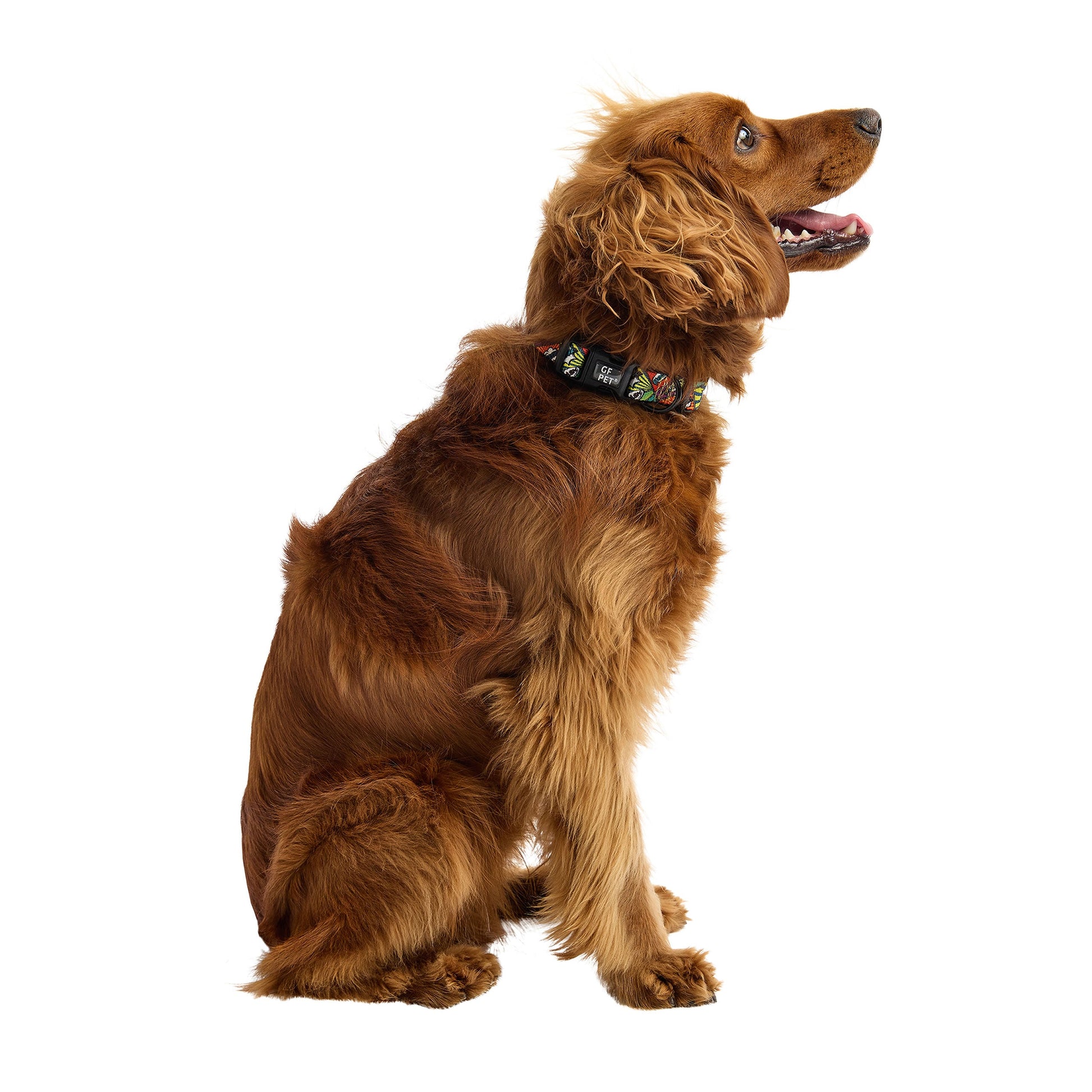 Dog Collar Adjustable Everyday Wear Adjustable Classic Premi - detail view