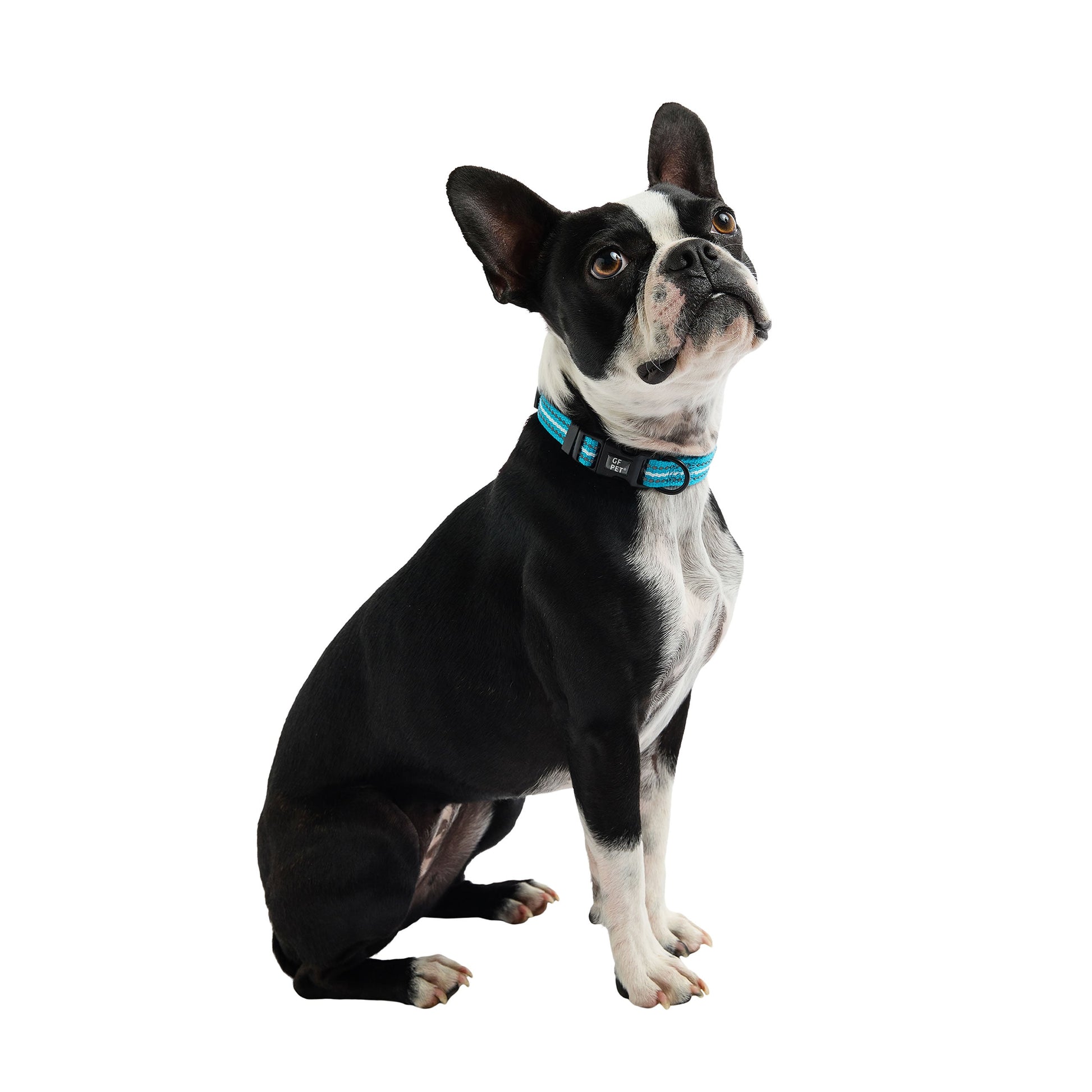 Dog Collar Adjustable Everyday Wear Adjustable Neon Blue - detail view