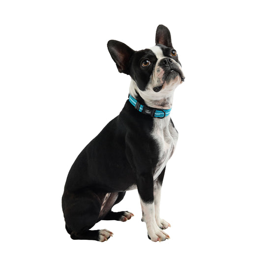 Dog Collar Adjustable Everyday Wear Adjustable Neon Blue - detail view