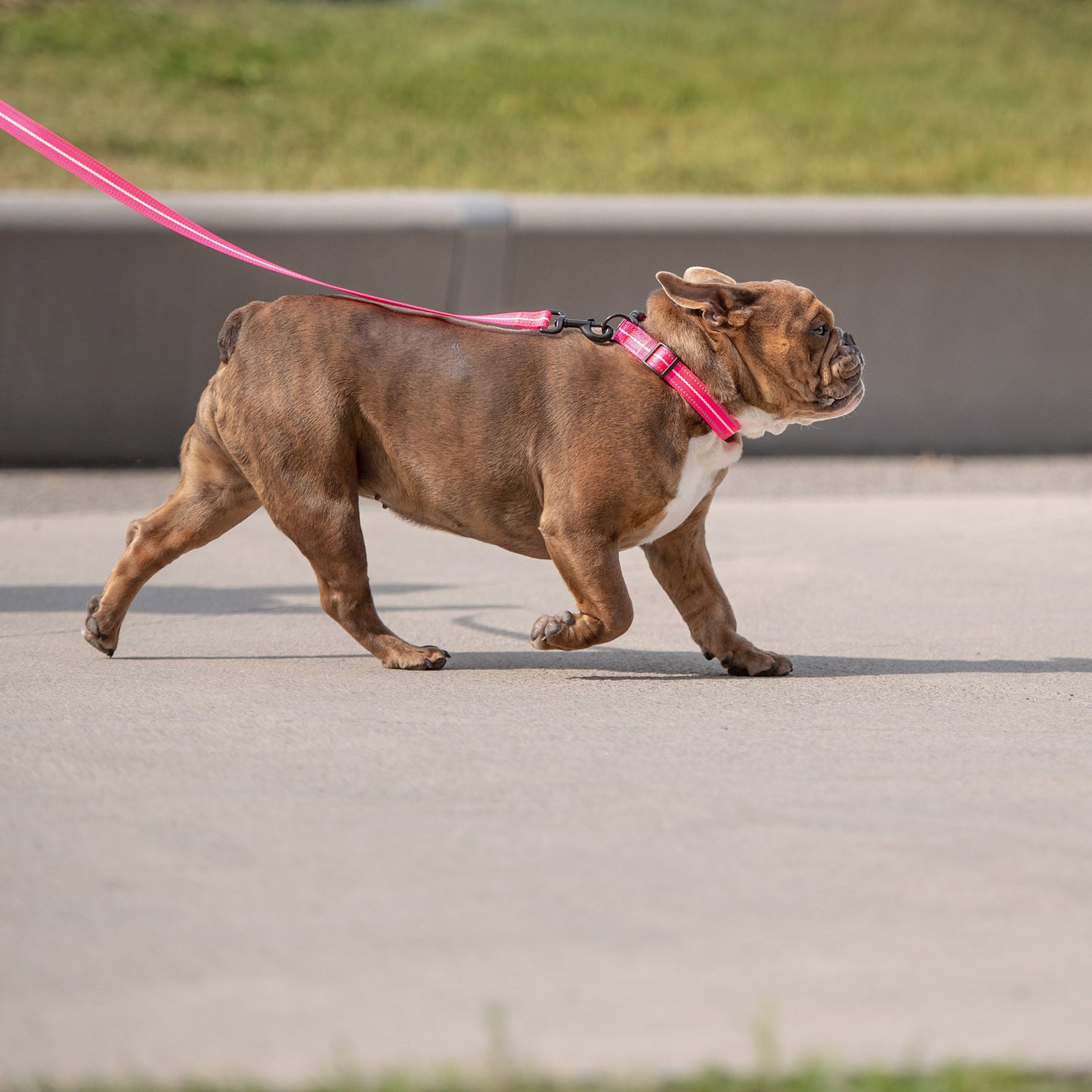 Dog Collar Adjustable Everyday Wear Adjustable Neon Pink - lifestyle view