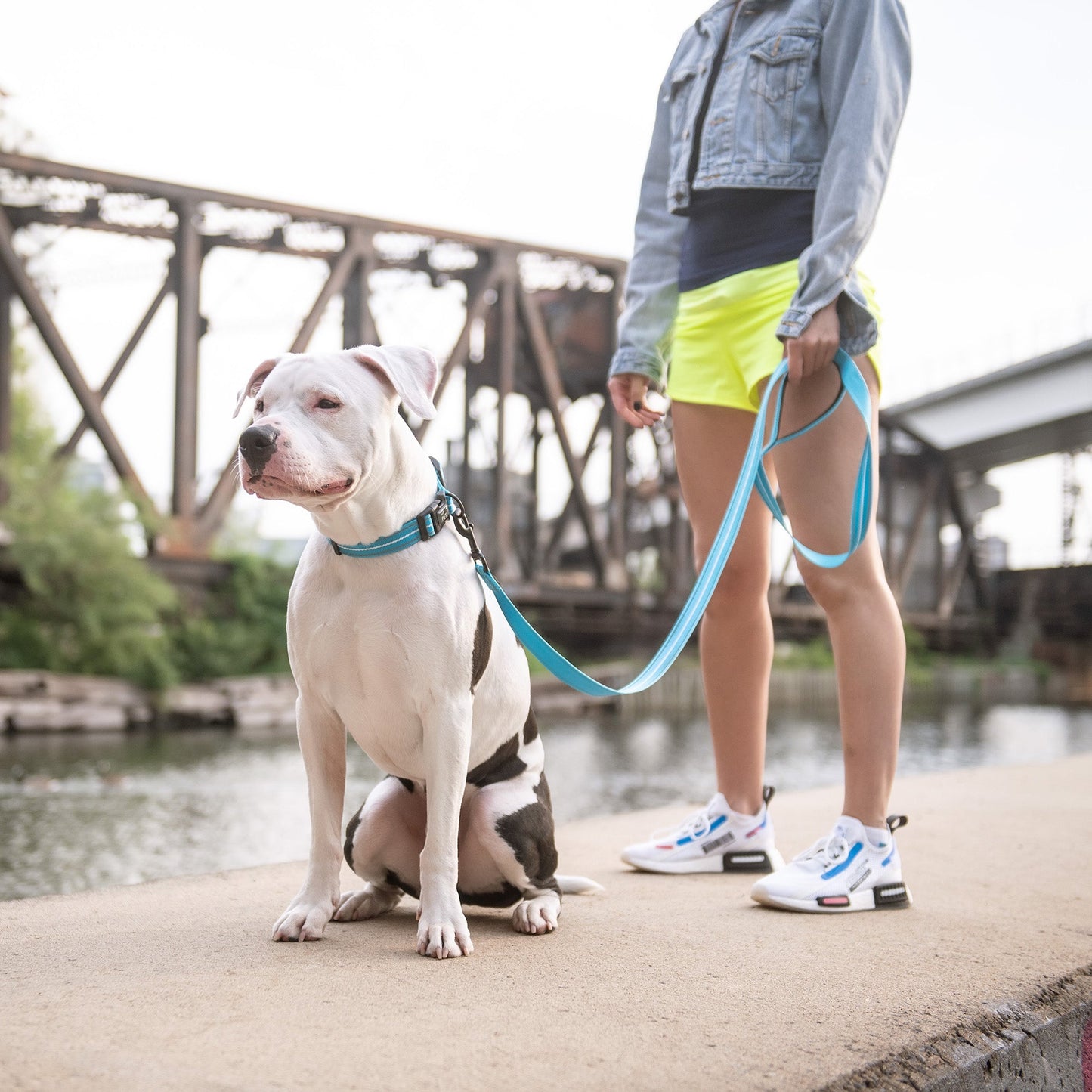 Dog Collar Adjustable Everyday Wear Adjustable Neon Blue - close up view