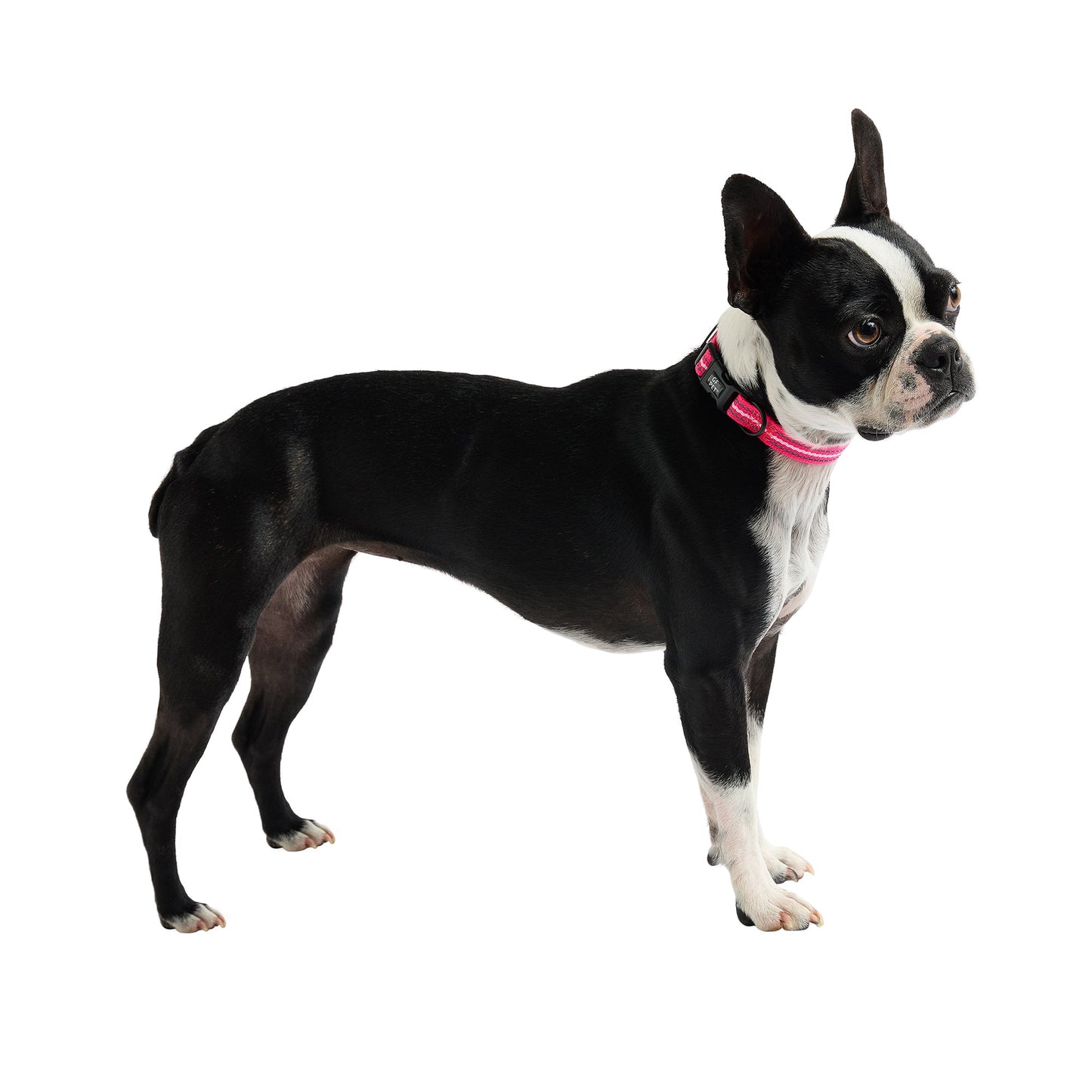 Dog Collar Adjustable Everyday Wear Adjustable Neon Pink - close up view