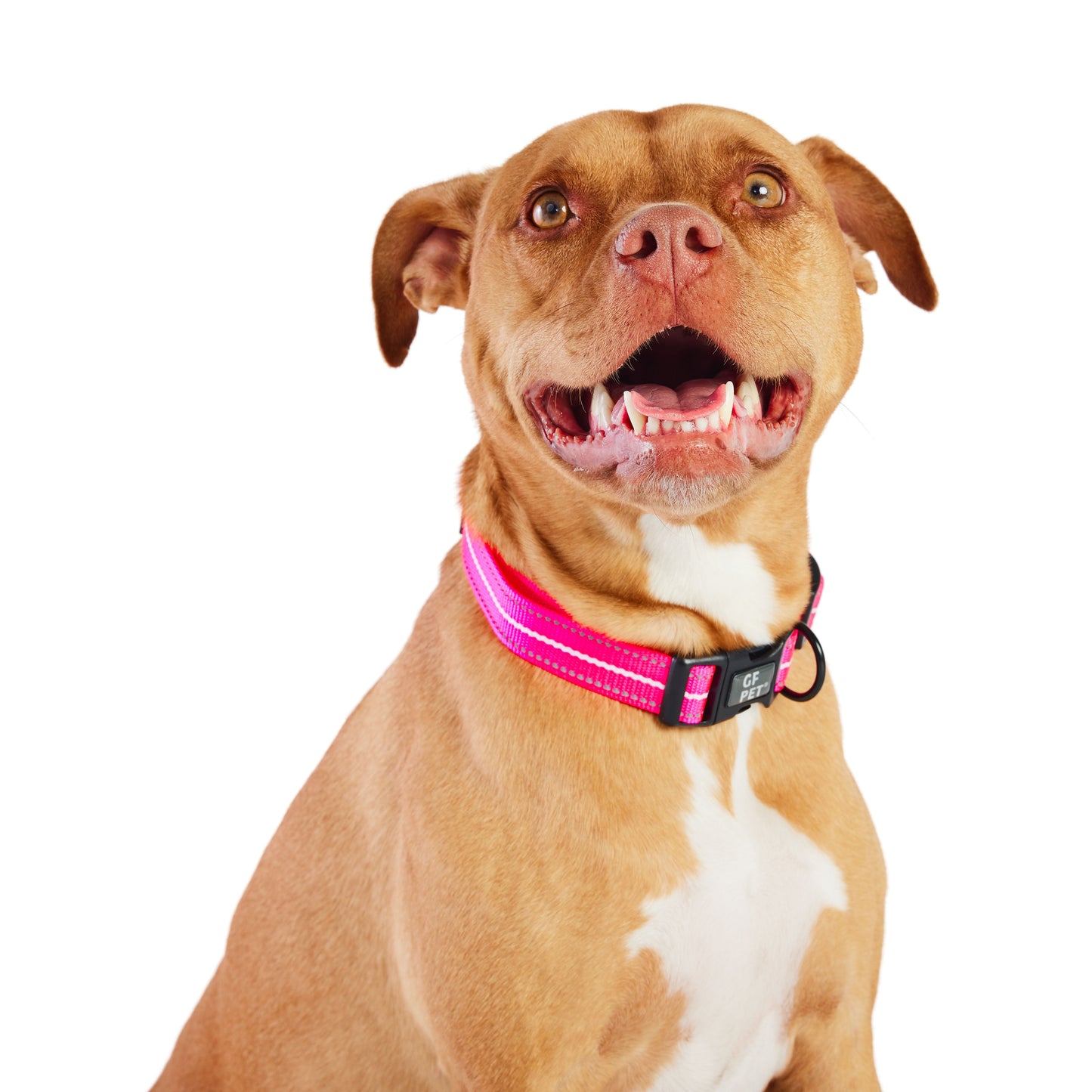 Dog Collar Adjustable Everyday Wear Adjustable Neon Pink - detail view