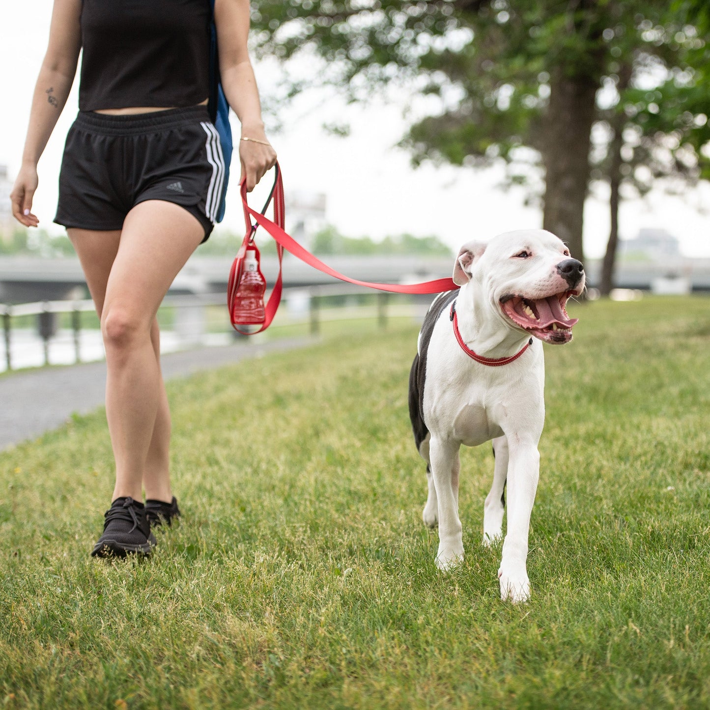 Dog Collar Adjustable Everyday Wear Adjustable Red Premium - lifestyle view