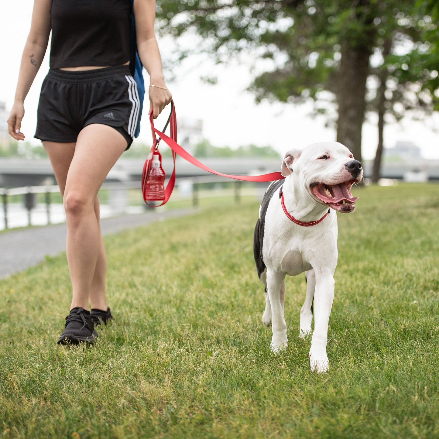 Reflective Leash Red Adjustable Dog Walking Gear Premium - detail view