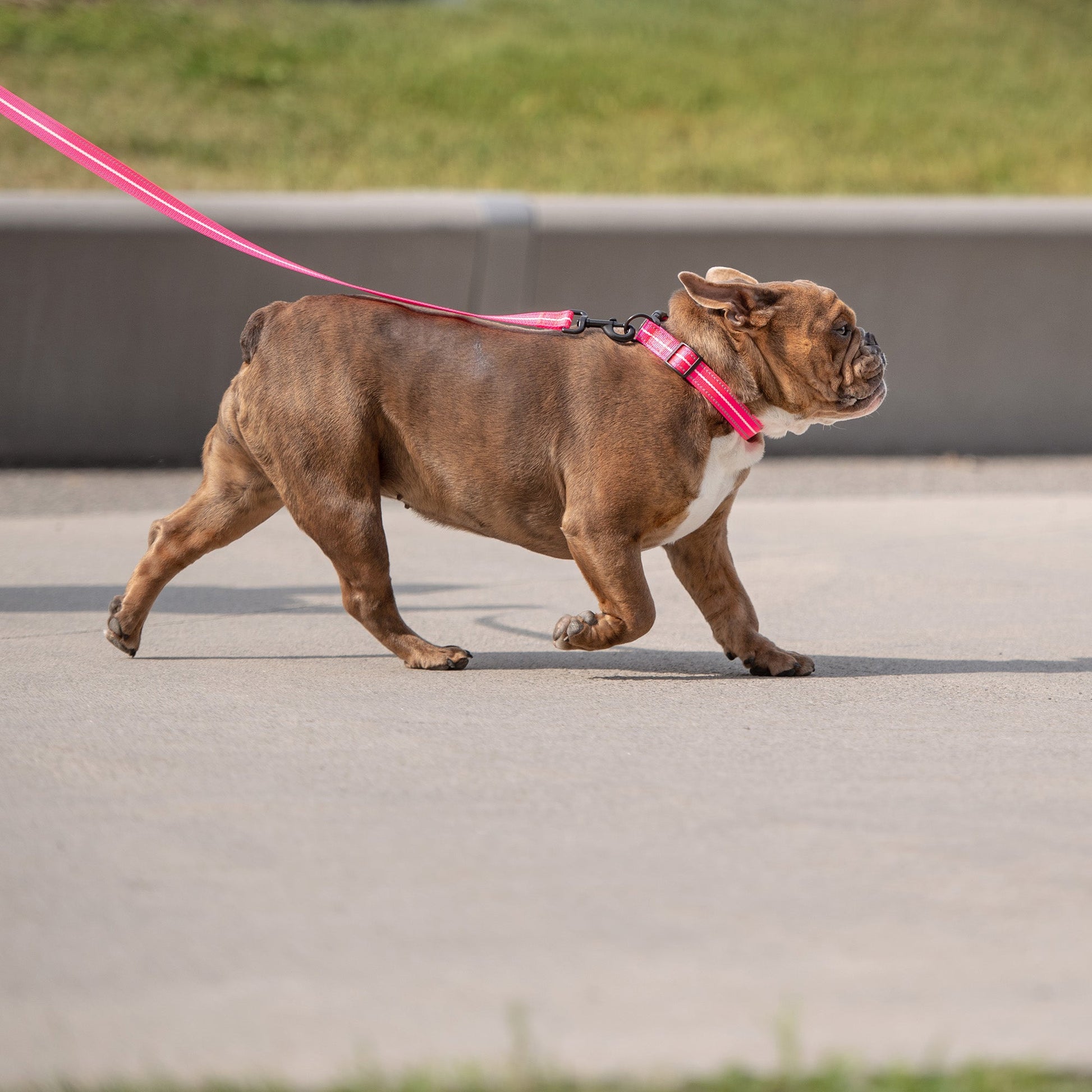 Reflective Leash Neon Pink Adjustable Dog Walking Gear - lifestyle view
