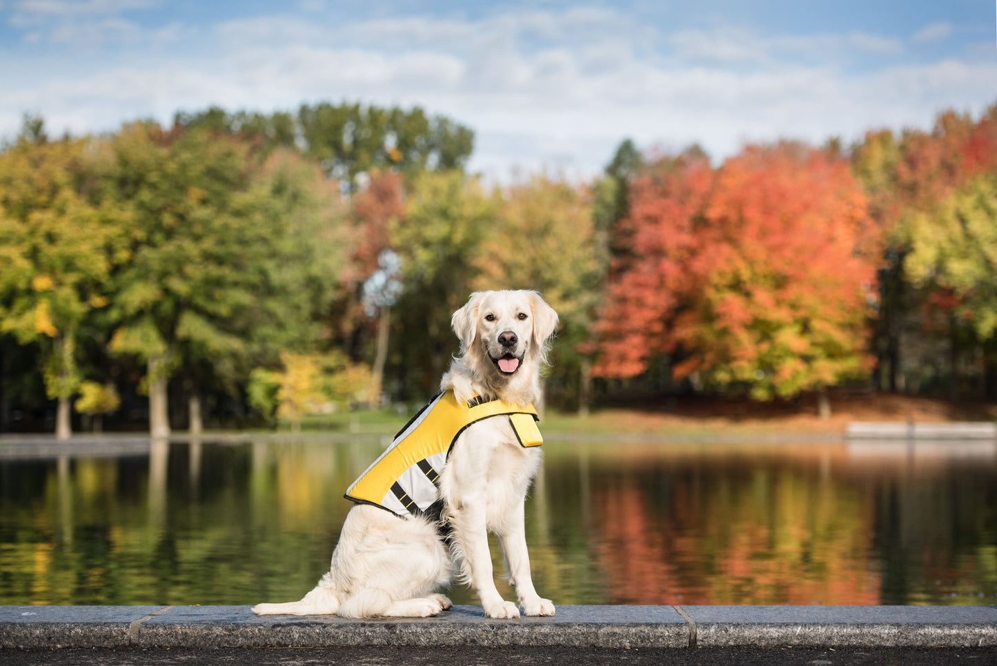Life Vest Dog Life Jacket Dog Apparel Premium Pet Supply - gallery image 5