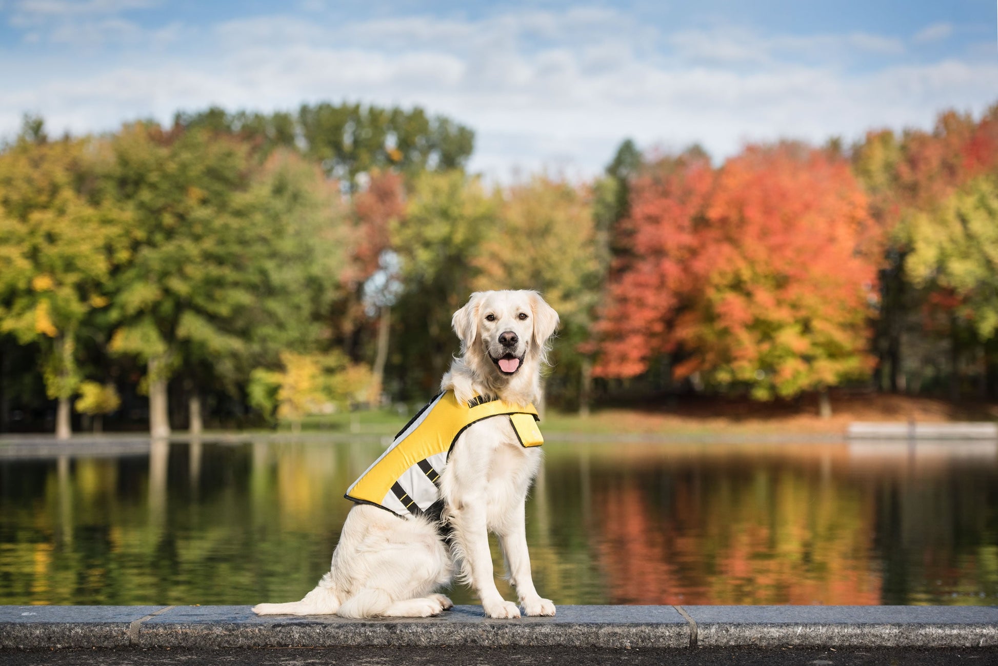 Life Vest Dog Life Jacket Dog Apparel Premium Pet Supply - gallery image 5