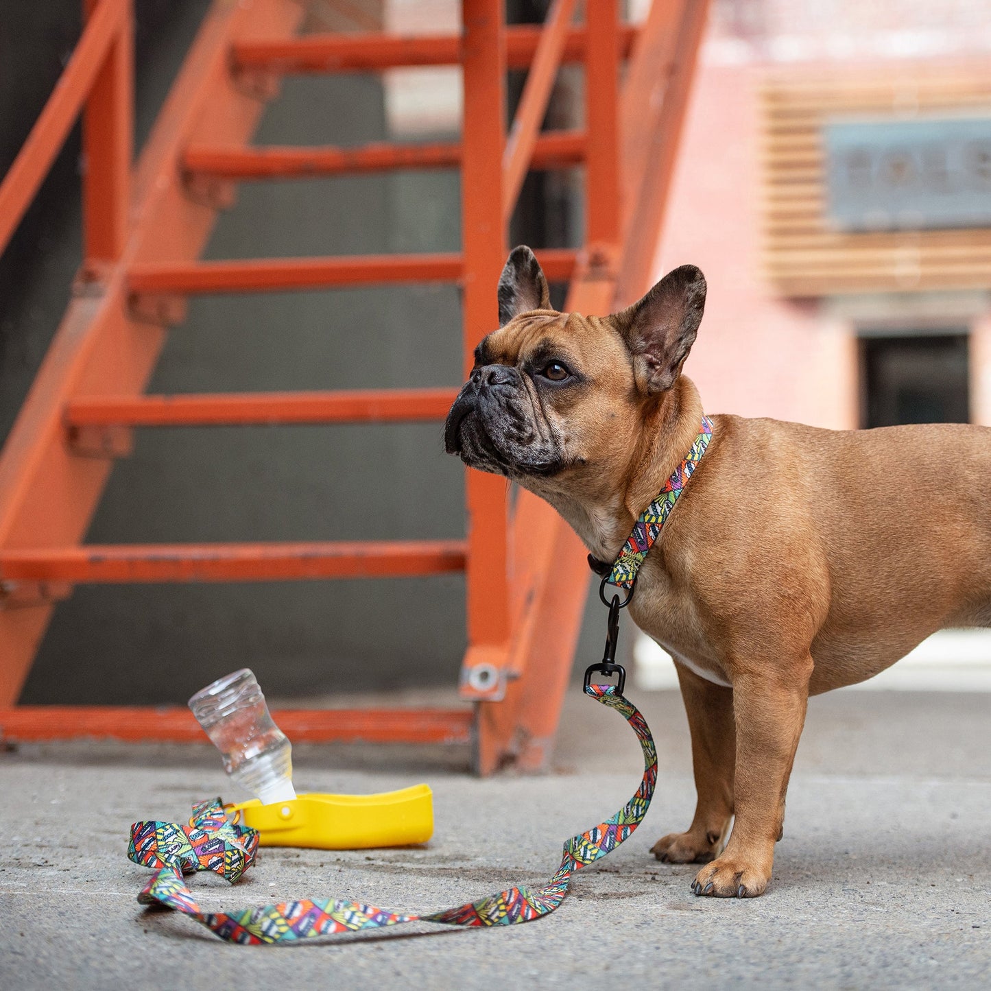 Water Bottle Dog Travel Accessories Premium Pet Supply - lifestyle view