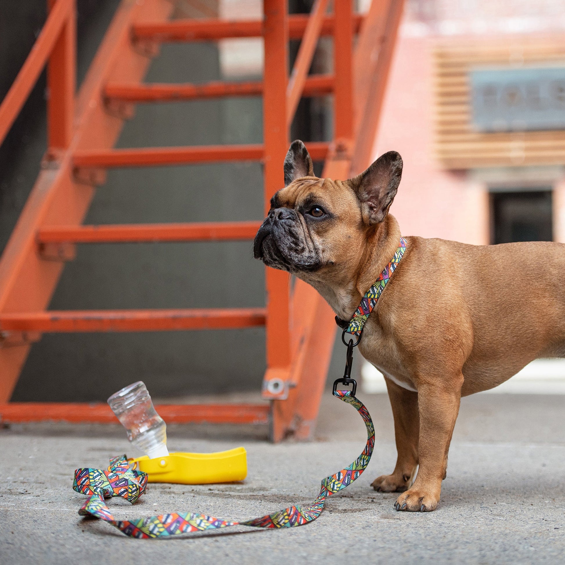 Water Bottle Dog Travel Accessories Premium Pet Supply - lifestyle view