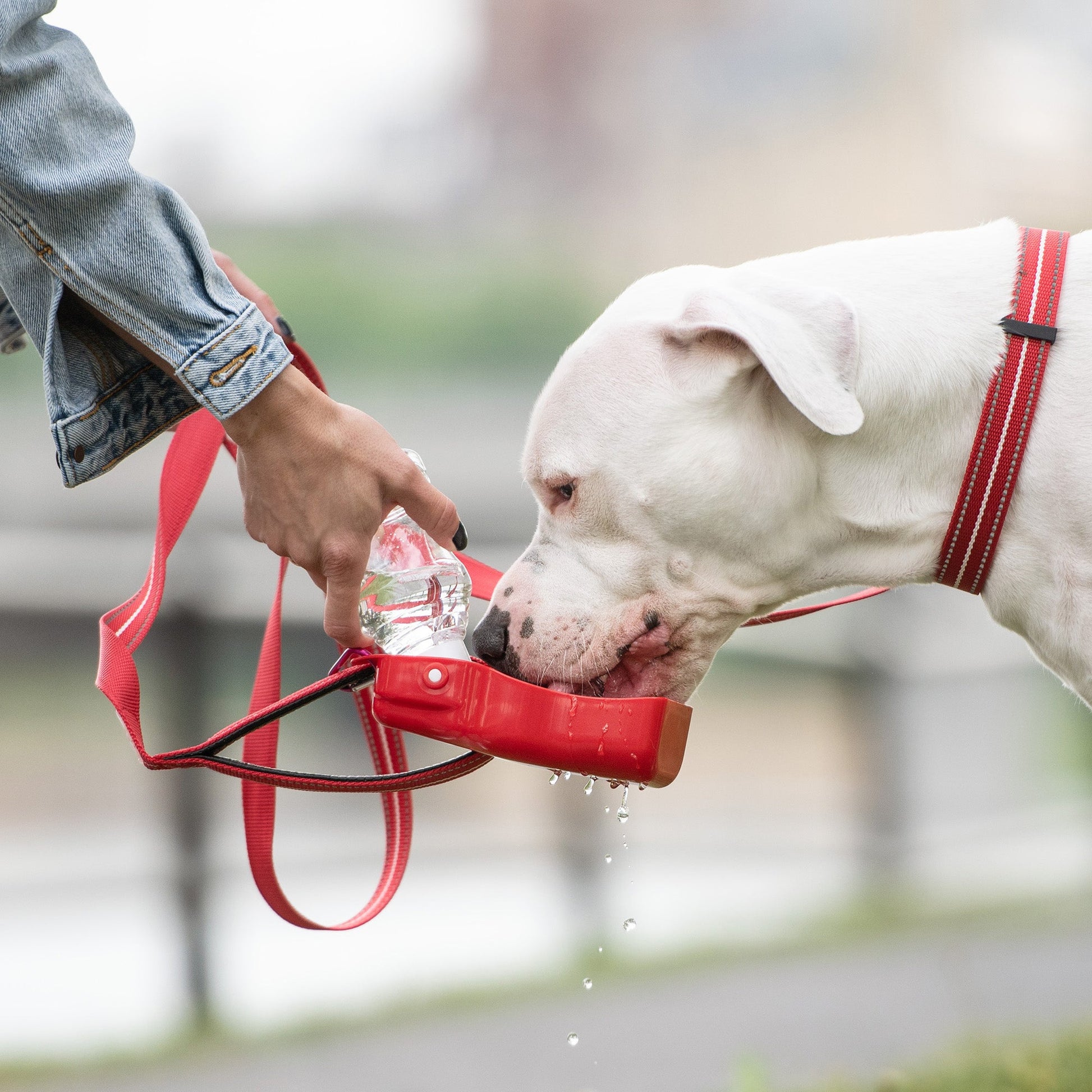 Water Bottle Dog Travel Accessories Premium Pet Supply - gallery image 5