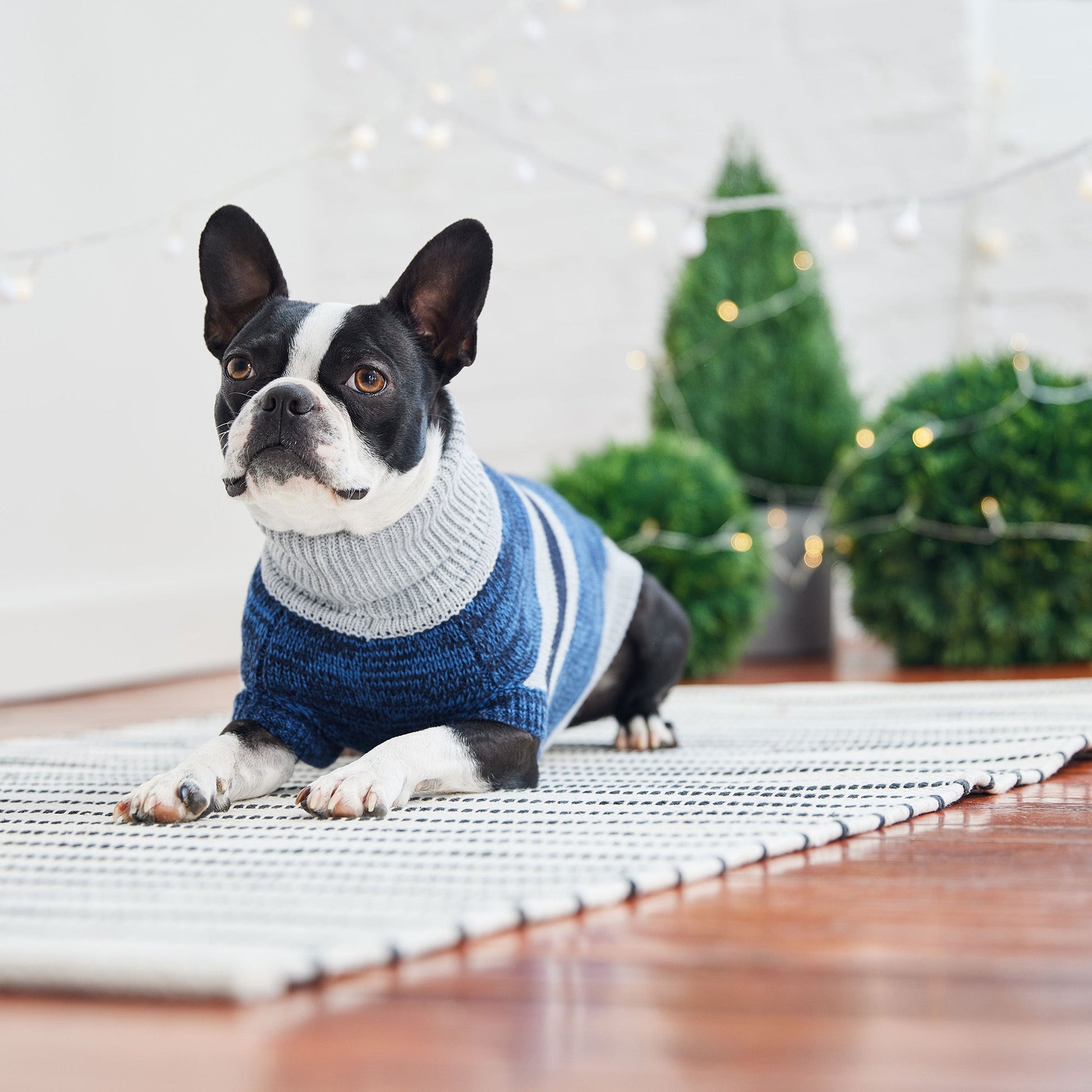 Trekking Sweater Blue Dog Sweaters Premium Pet Supply - lifestyle view