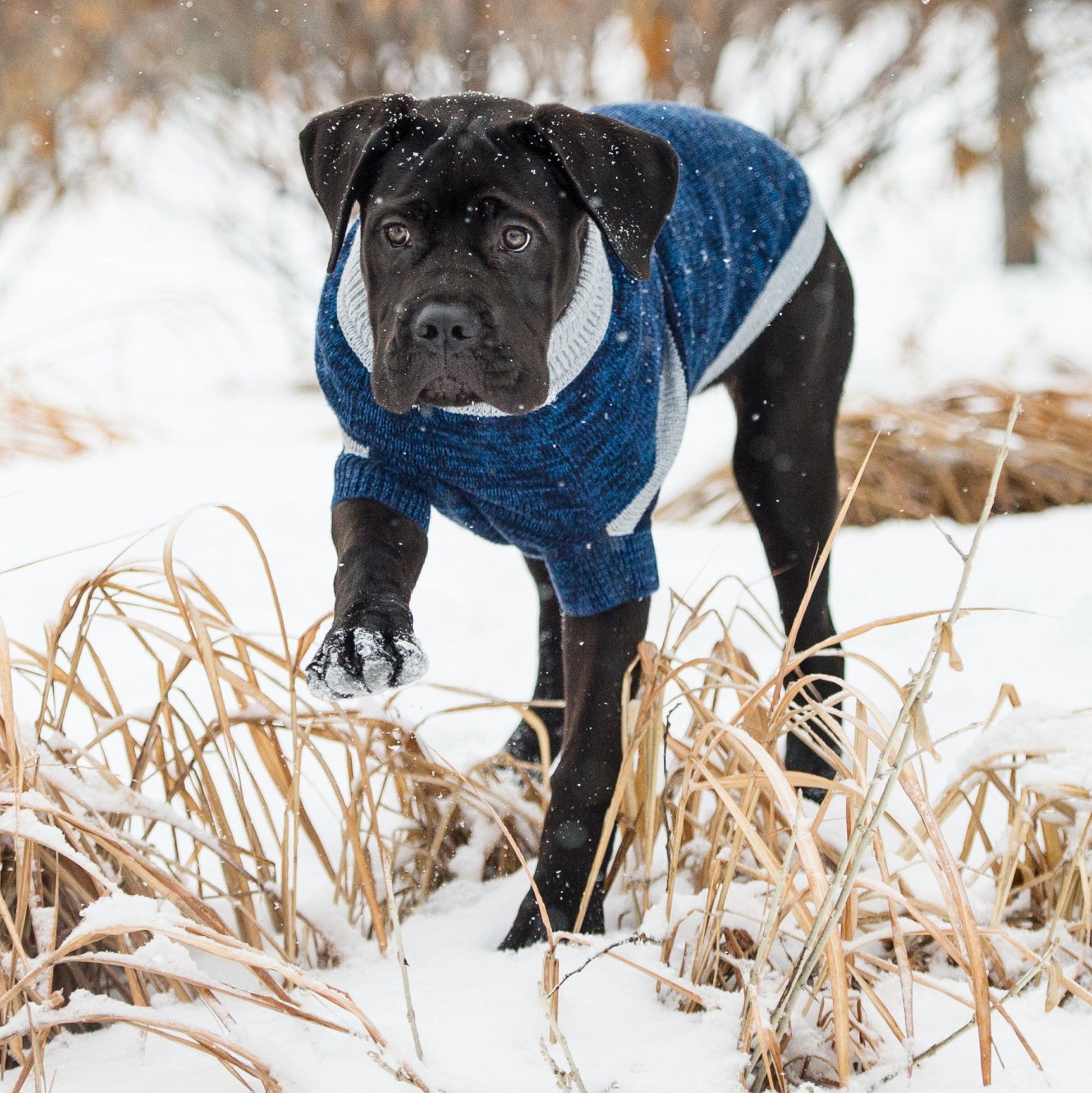 Trekking Sweater Blue Dog Sweaters Premium Pet Supply - close up view
