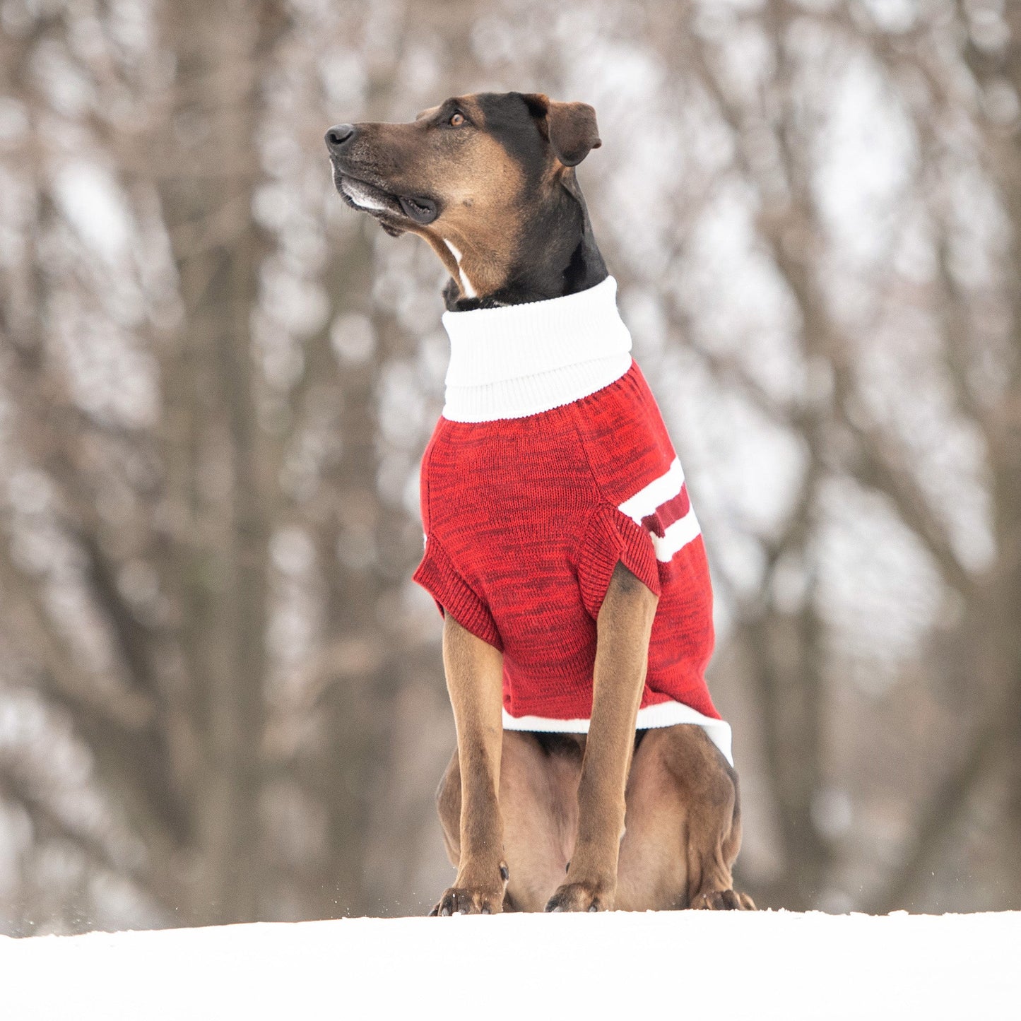 Trekking Sweater Red Dog Apparel Premium Pet Supply Premium - gallery image 5
