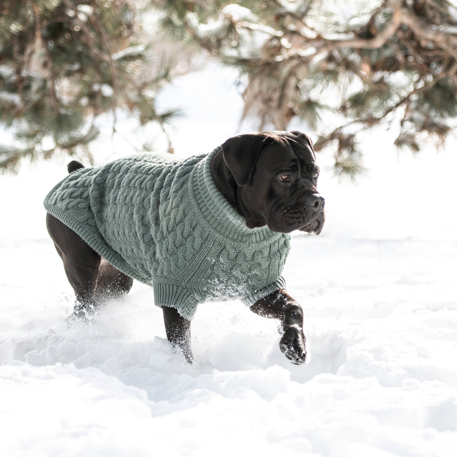 Chalet Sweater Sage Dog Sweaters Premium Pet Supply Premium - gallery image 6