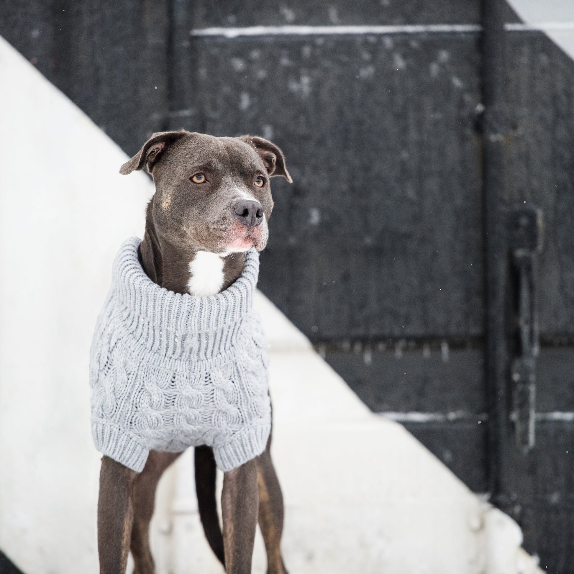 Chalet Sweater Grey Dog Sweaters Premium Pet Supply Premium - gallery image 5