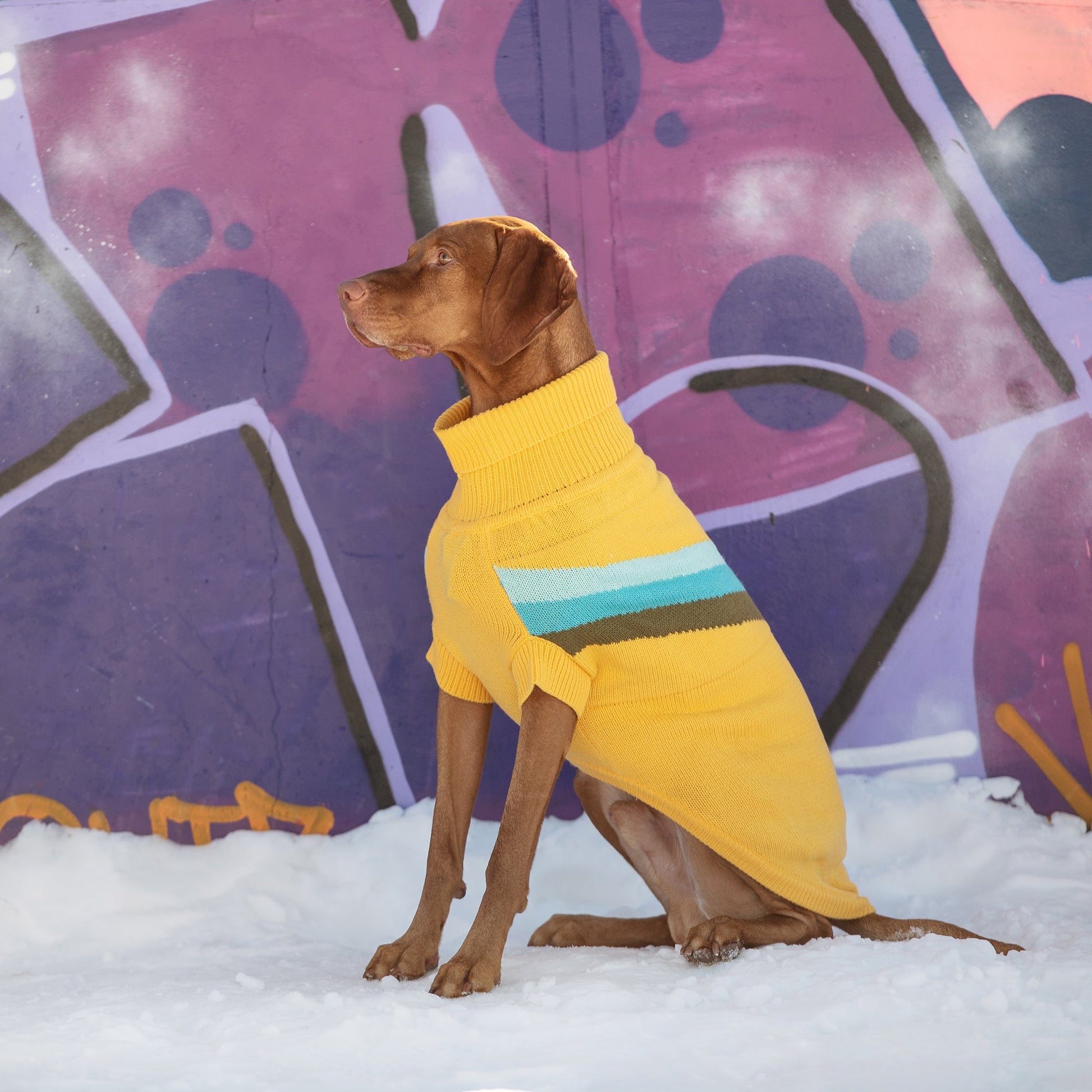 Alpine Sweater - Yellow - size and texture view | Pet Supplies at Purrfect Pet Kingdom