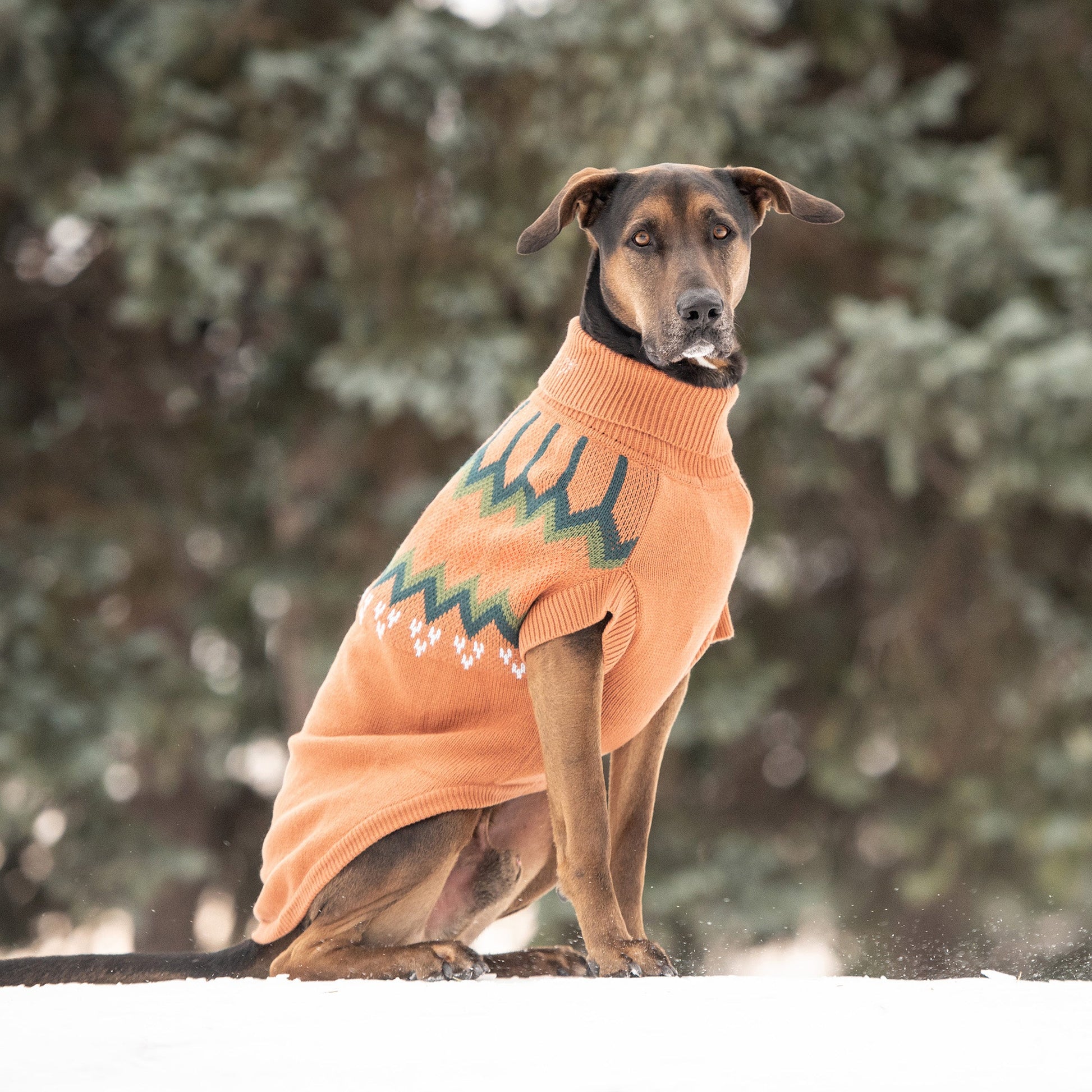 Heritage Sweater Hazel Dog Apparel Premium Pet Supply - gallery image 5