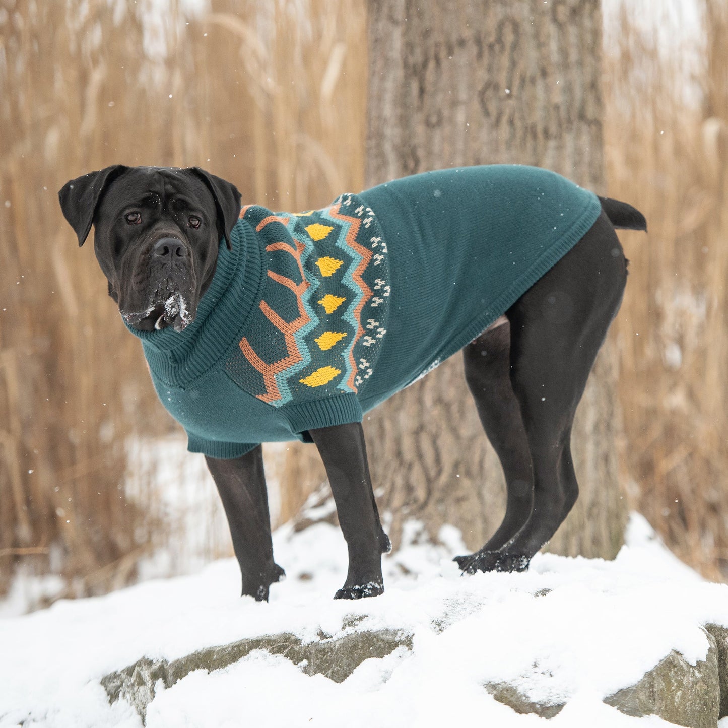 Heritage Sweater Teal Dog Apparel Premium Pet Supply Premium - gallery image 5