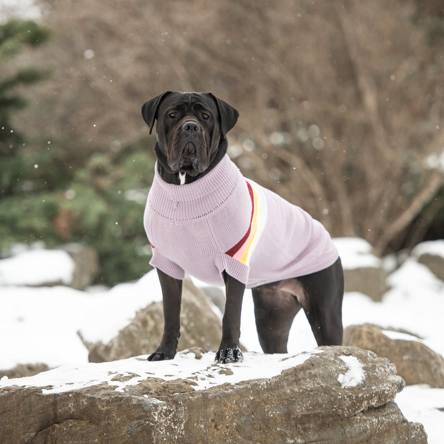 Dog Apparel Outdoor Comfort Adjustable Lavender Everyday Wea - gallery image 5