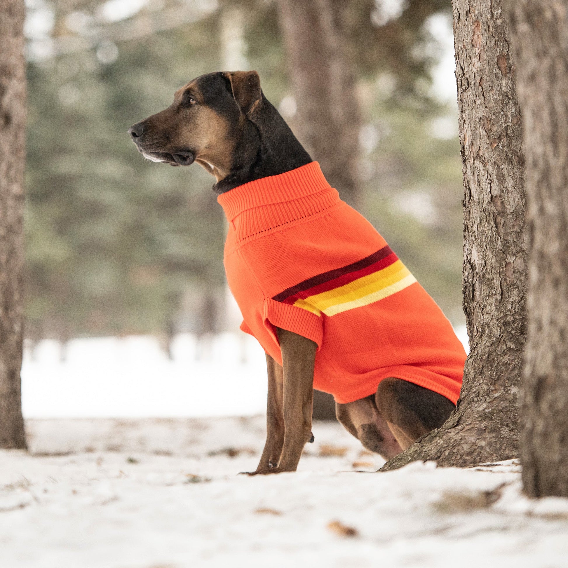 Retro Sweater Orange Dog Apparel Premium Pet Supply Premium - gallery image 5