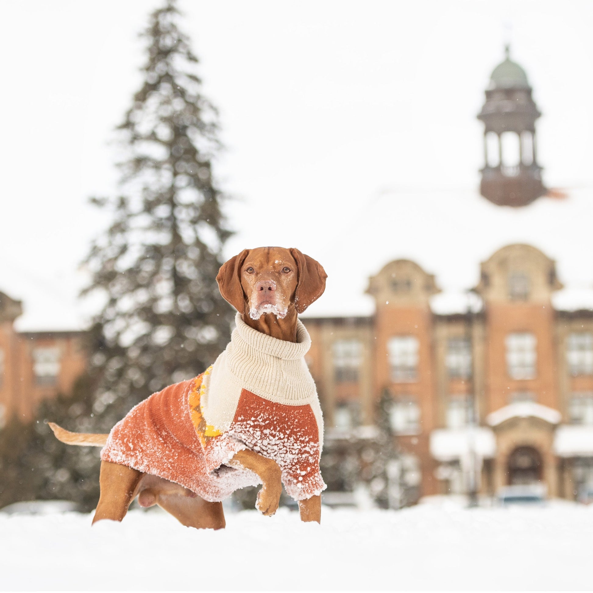 Fireside Sweater Chili Dog Apparel Premium Pet Supply - gallery image 5