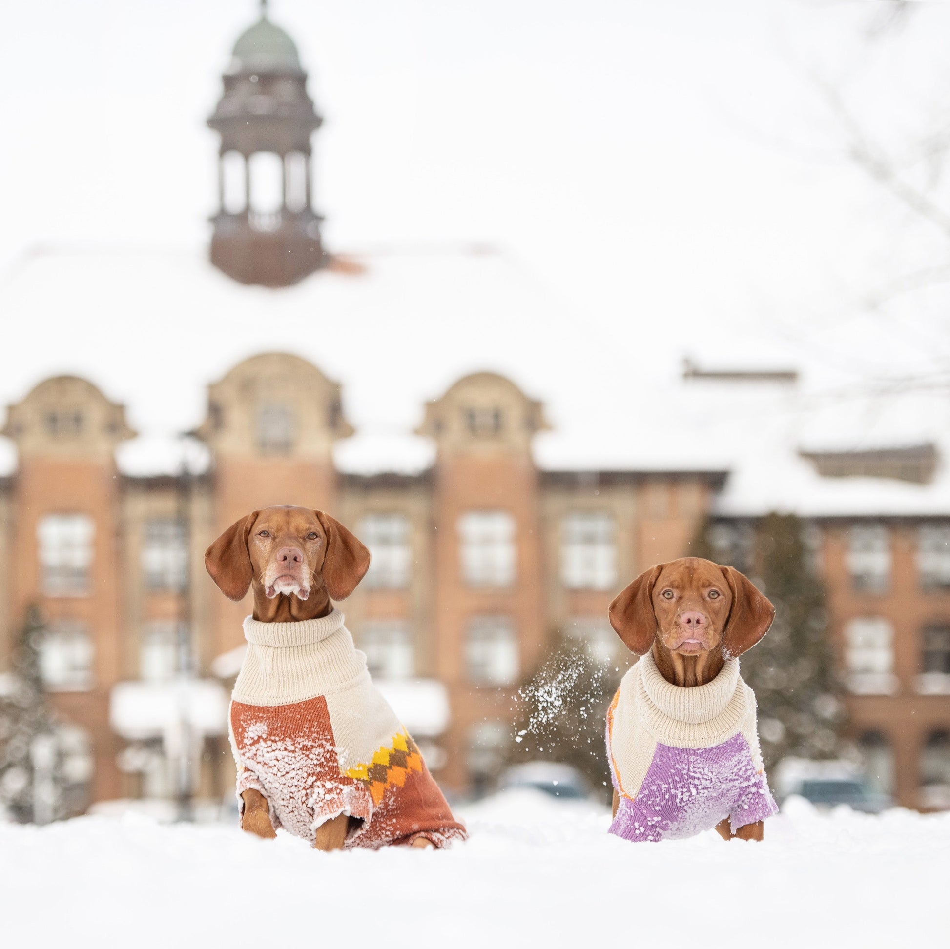 Fireside Sweater Chili Dog Apparel Premium Pet Supply - gallery image 6