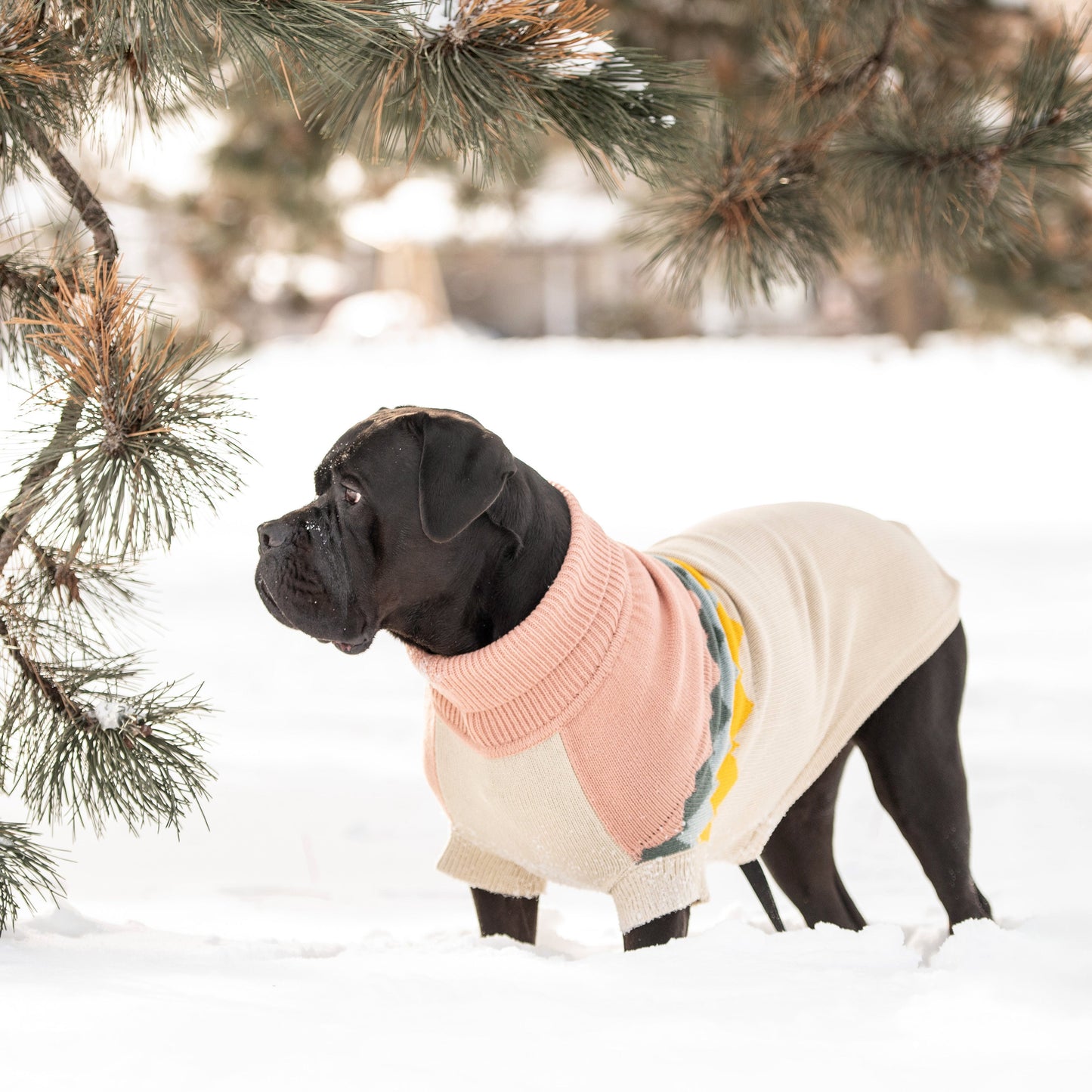 Fireside Sweater Clay Dog Sweaters Premium Pet Supply - gallery image 5