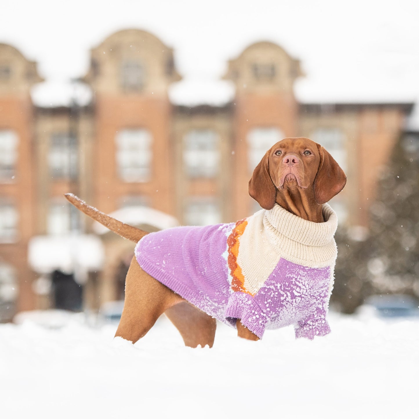 Fireside Sweater Purple Dog Apparel Premium Pet Supply - gallery image 5