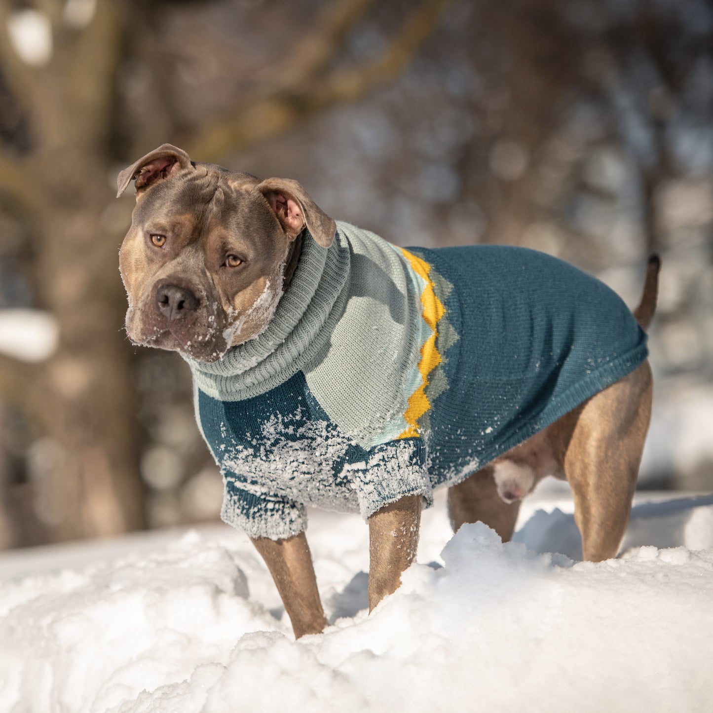 Fireside Sweater Teal Dog Apparel Premium Pet Supply Premium - gallery image 5