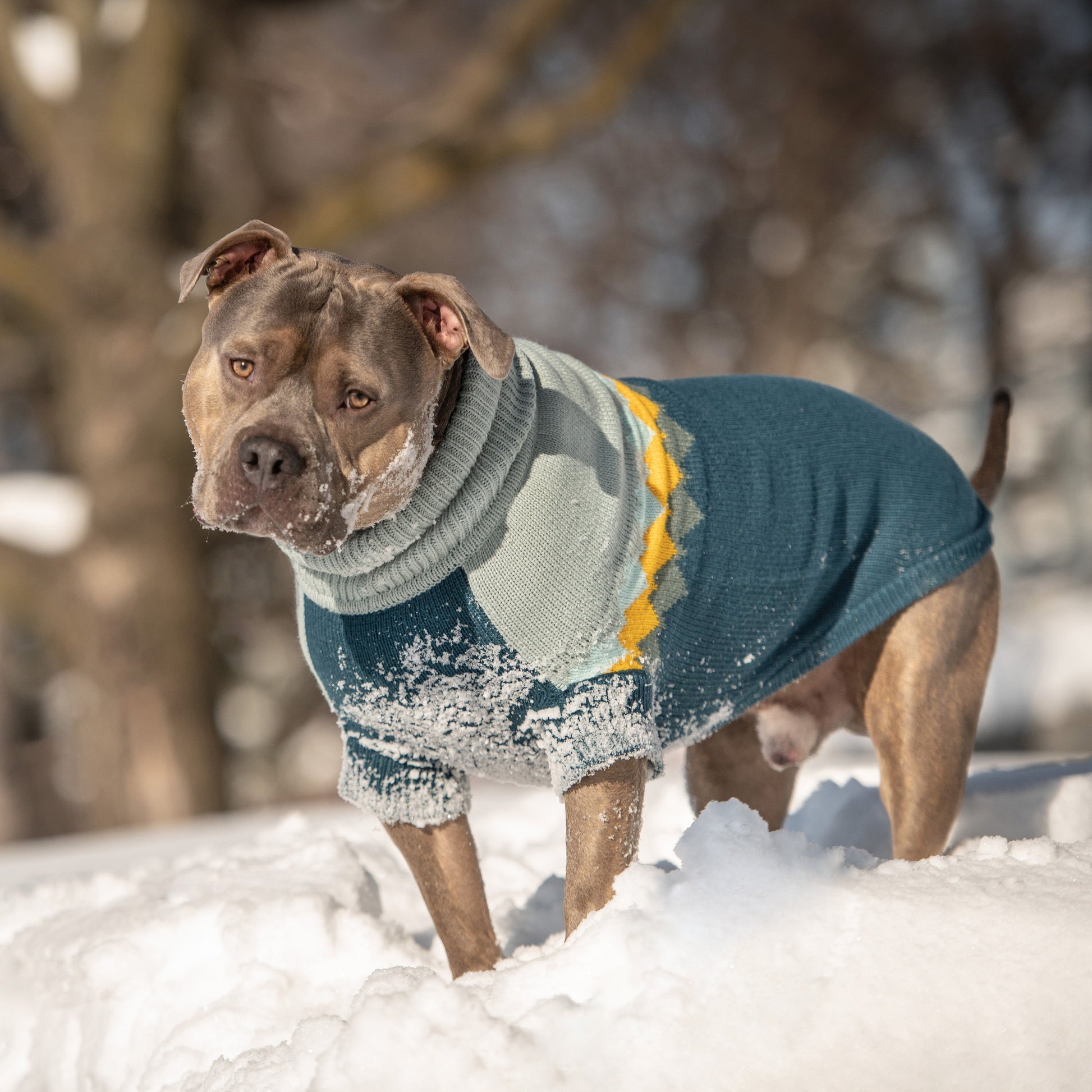 Fireside Sweater Teal Dog Apparel Premium Pet Supply Premium - gallery image 5